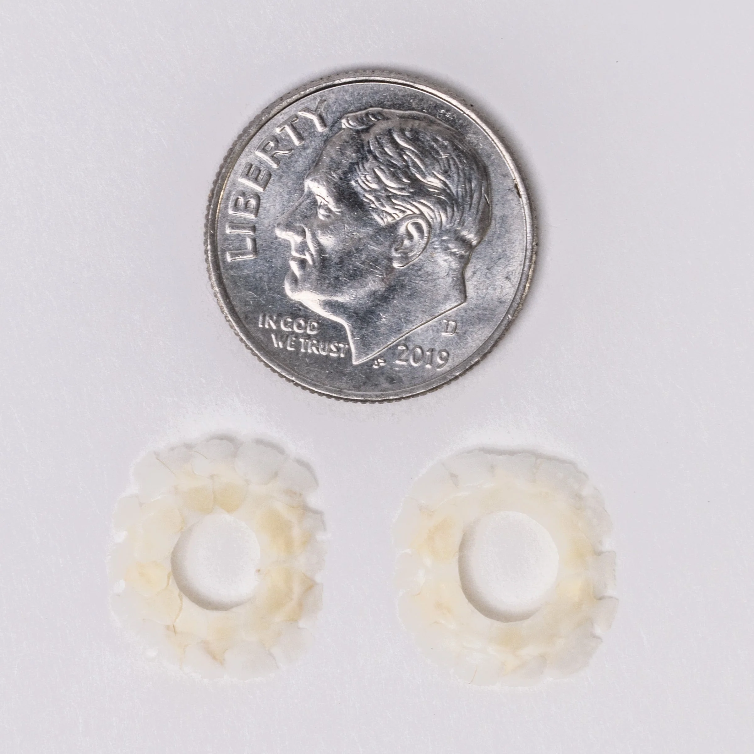 Real Lizard Sclerotic Ossicle Pair - Image 4