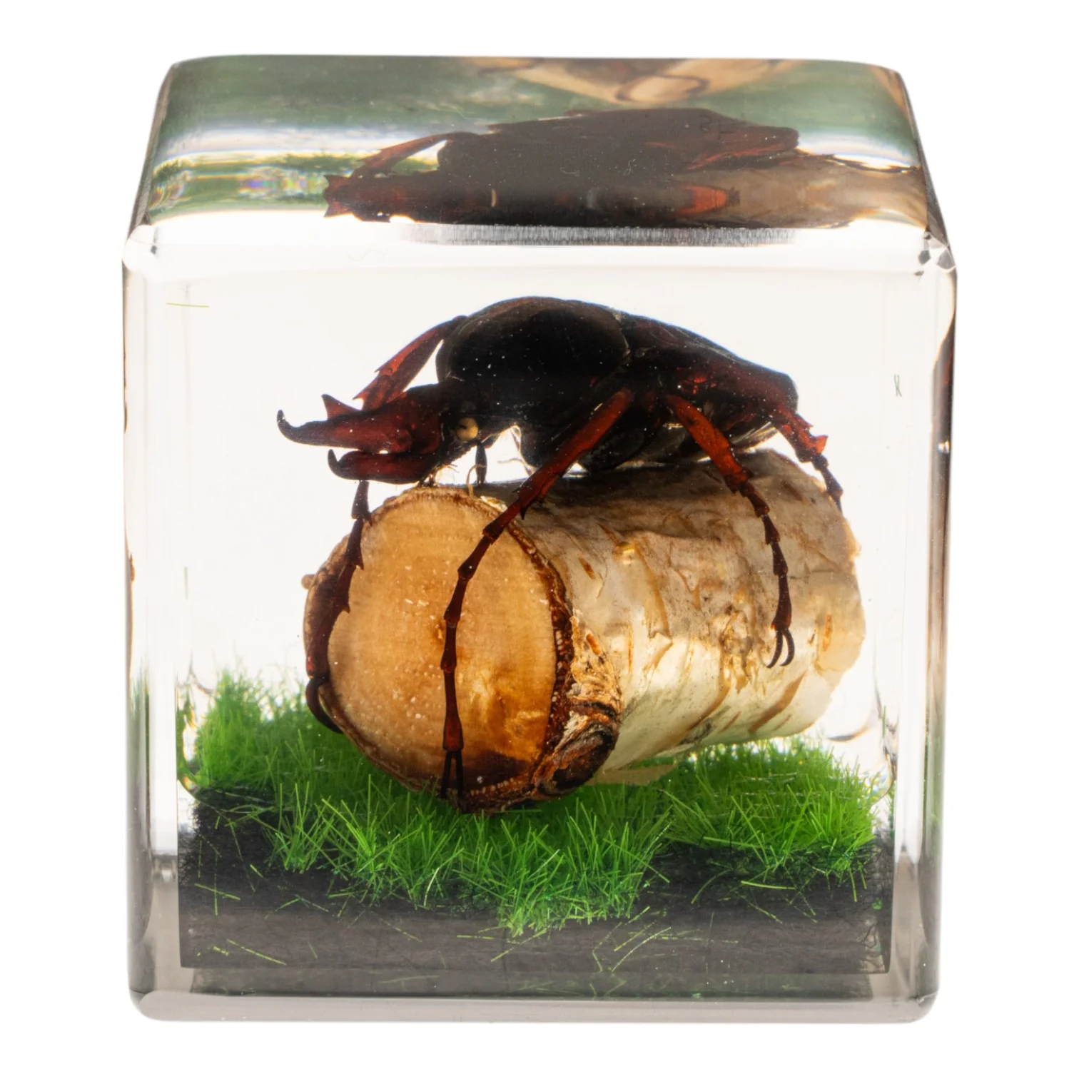 Real Longhorn Beetle in Acrylic Cube - Image 2
