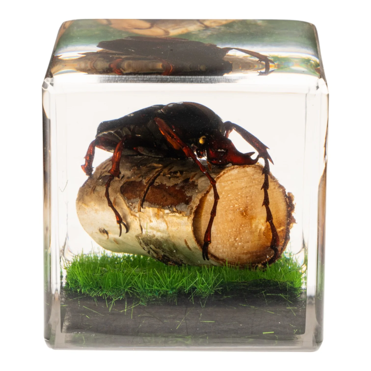 Real Longhorn Beetle in Acrylic Cube - Image 3