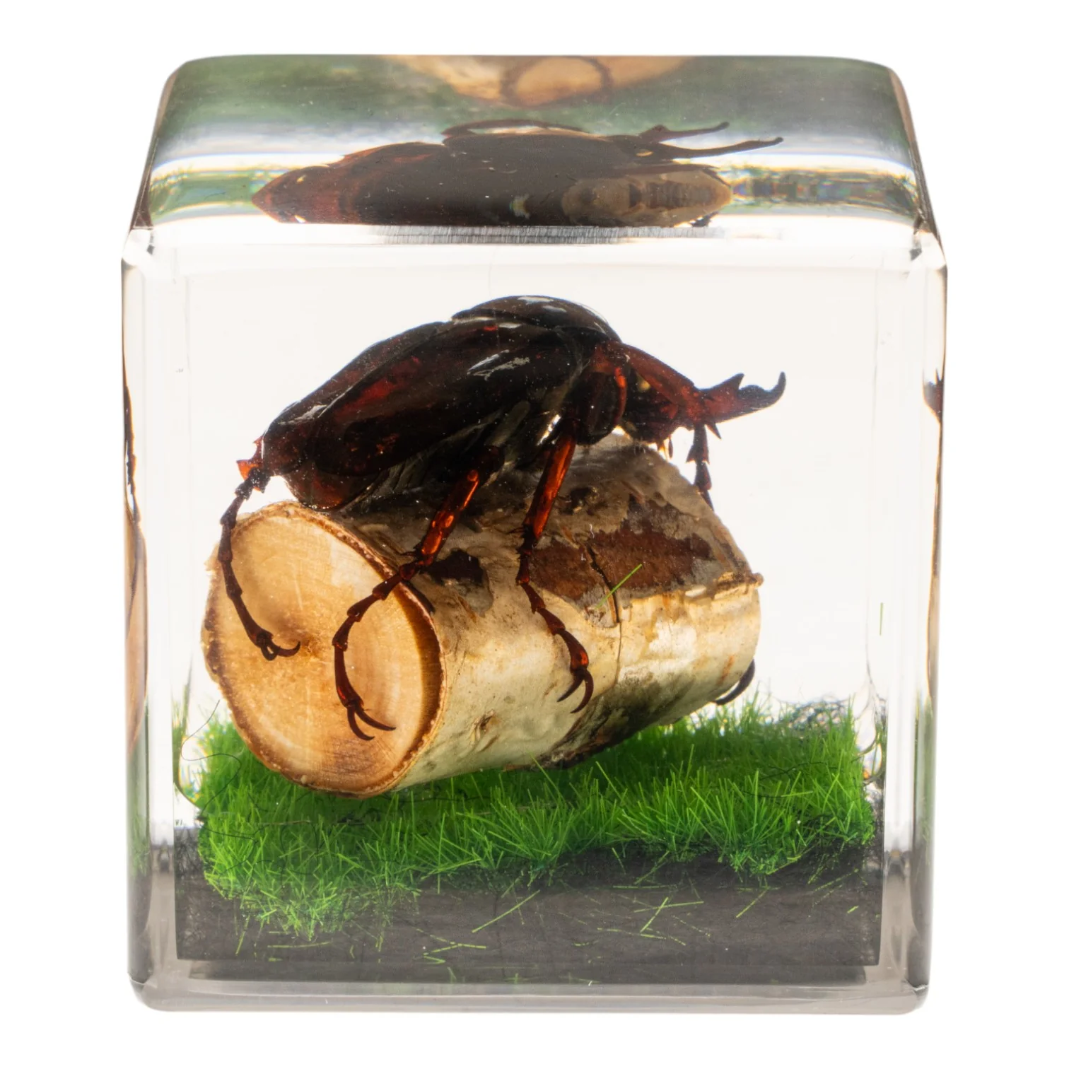 Real Longhorn Beetle in Acrylic Cube - Image 4