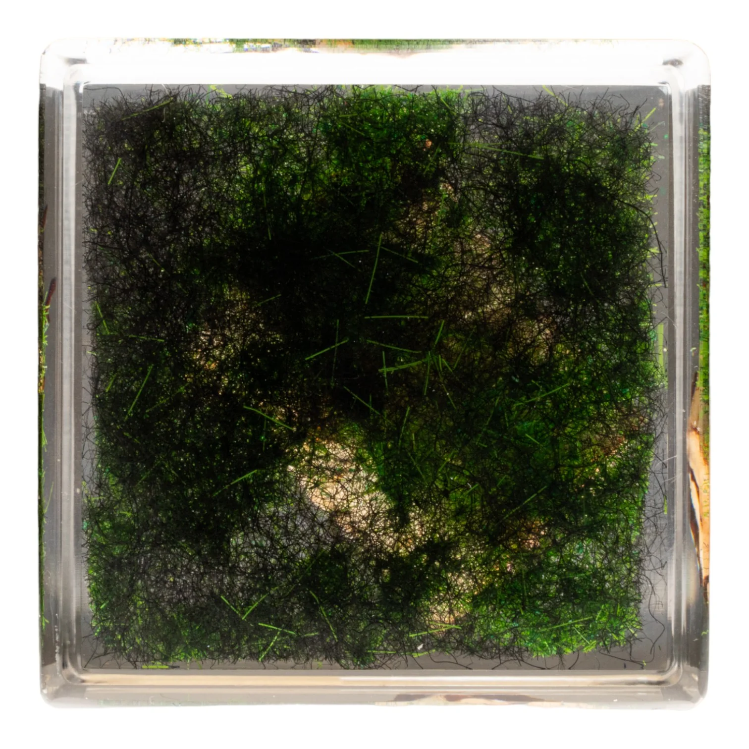 Real Longhorn Beetle in Acrylic Cube - Image 6