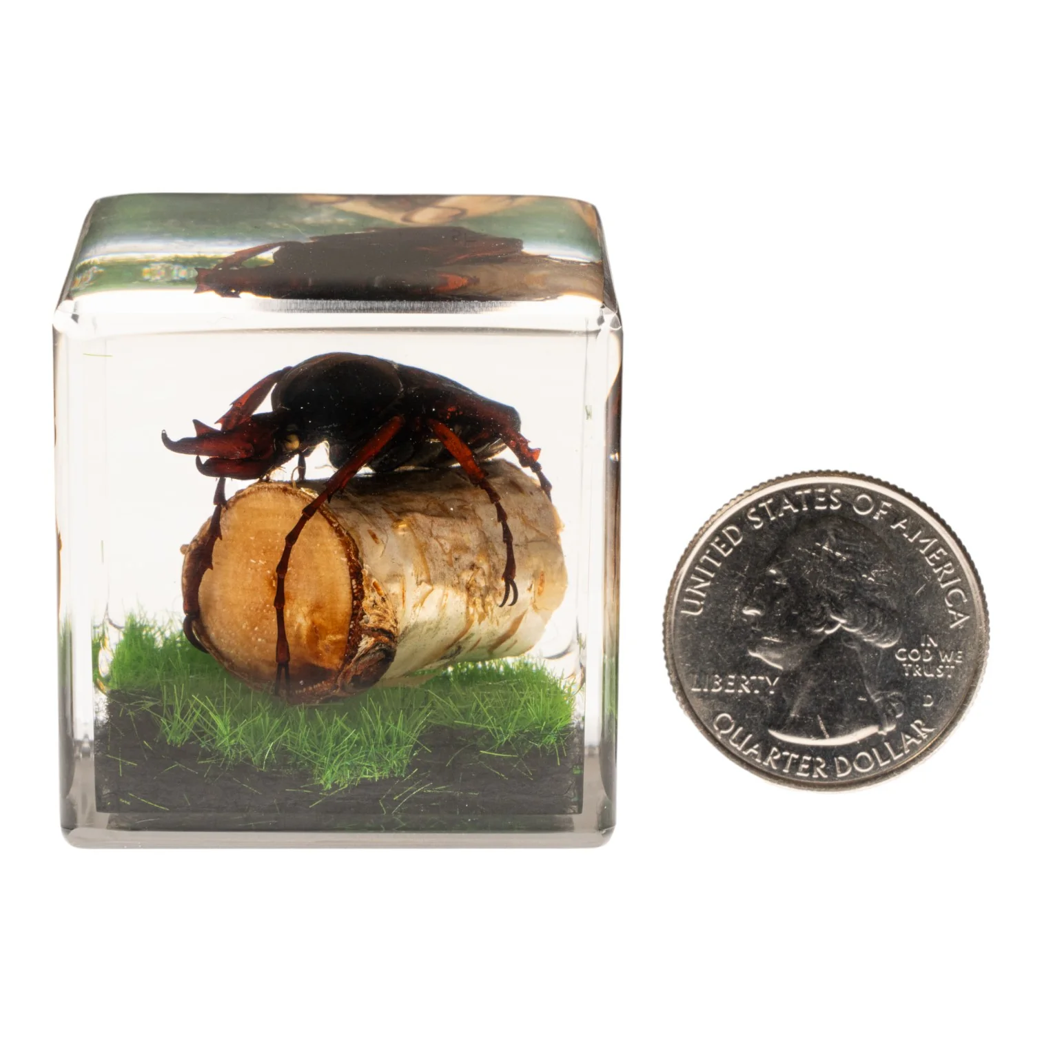 Real Longhorn Beetle in Acrylic Cube - Image 7