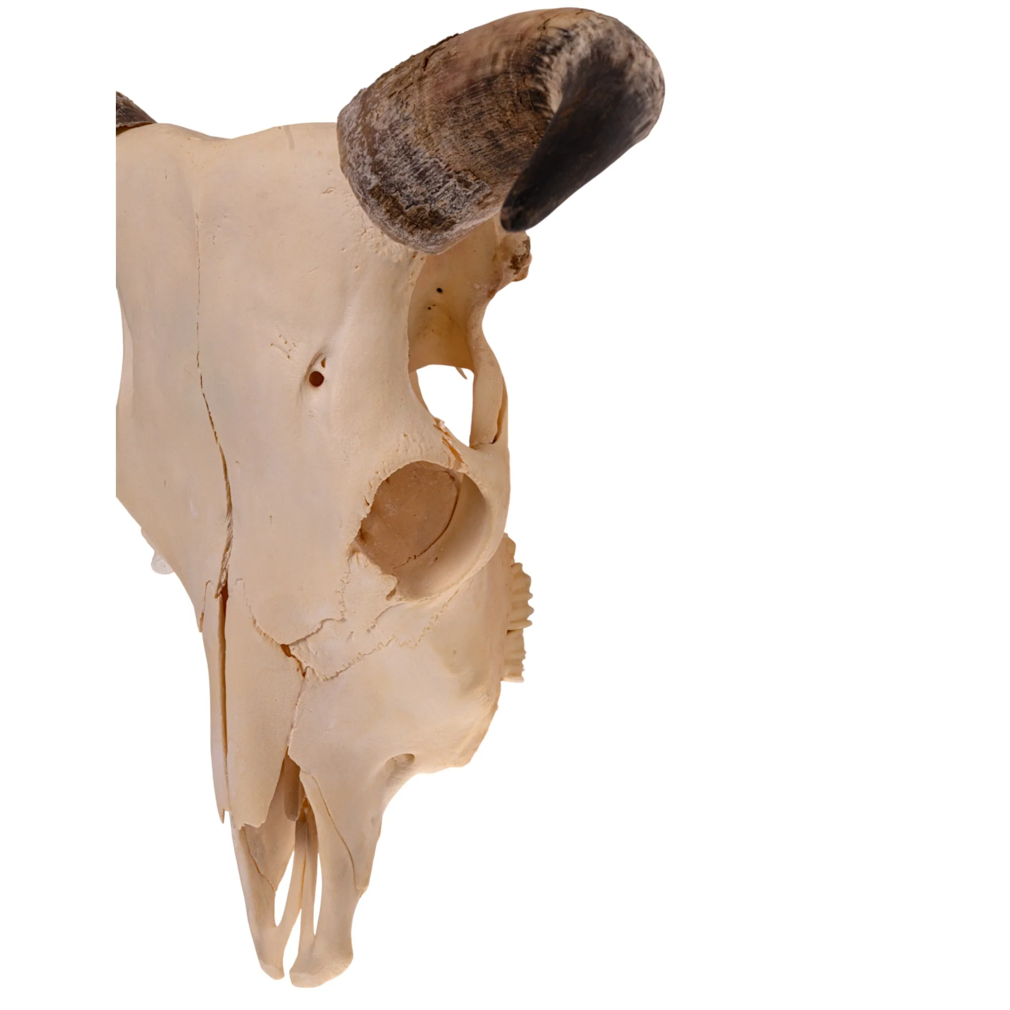 Real Longhorn Skull - Image 4