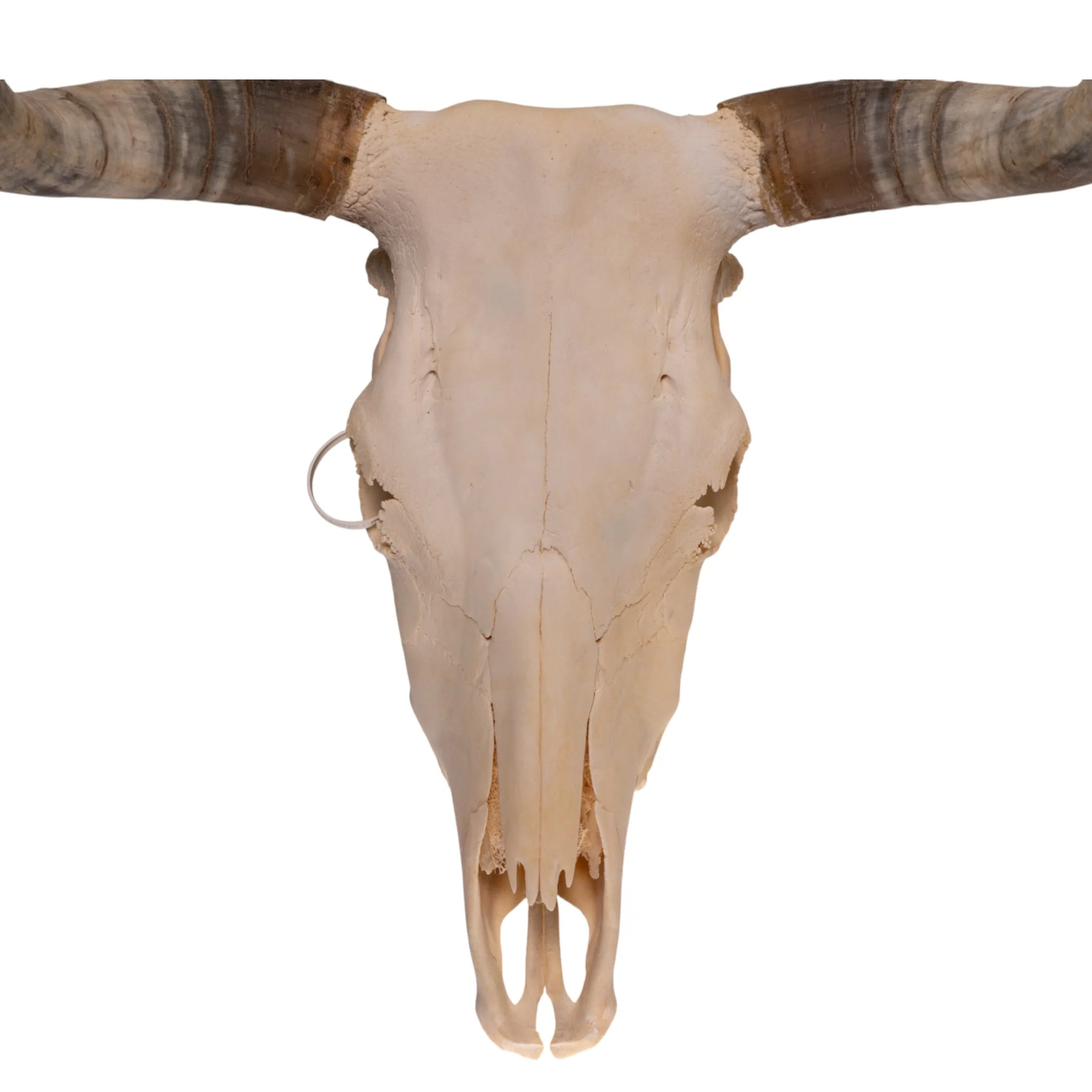 Real Longhorn Skull - Image 3
