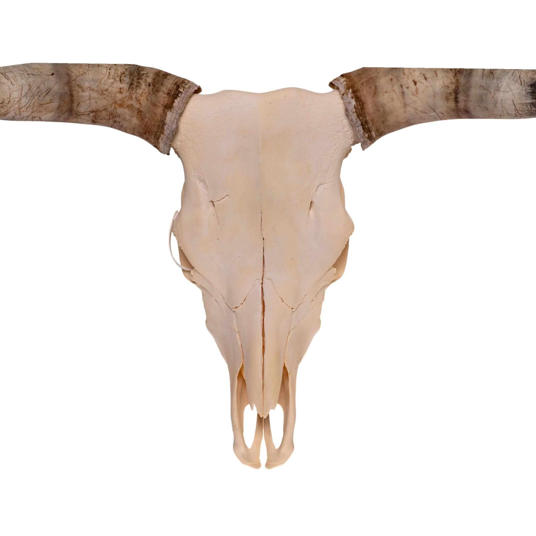Real Longhorn Skull - Image 3