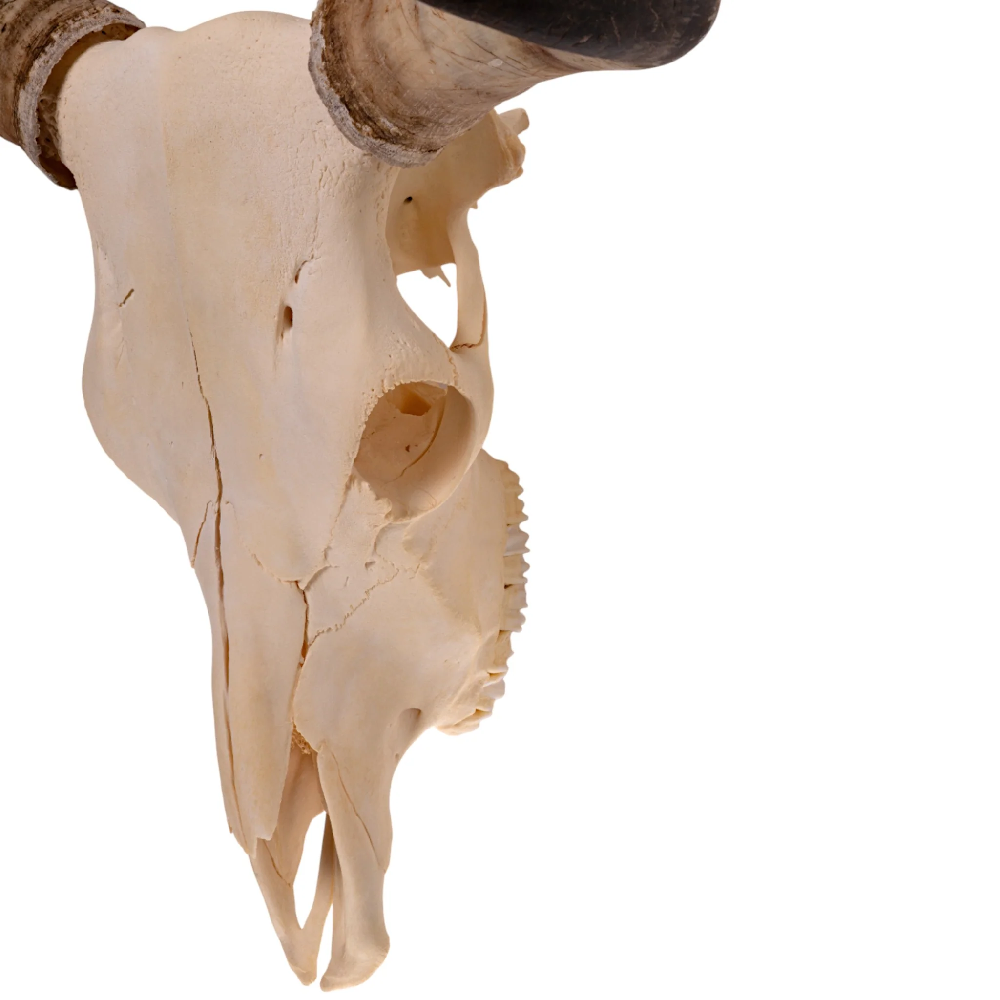 Real Longhorn Skull - Image 4
