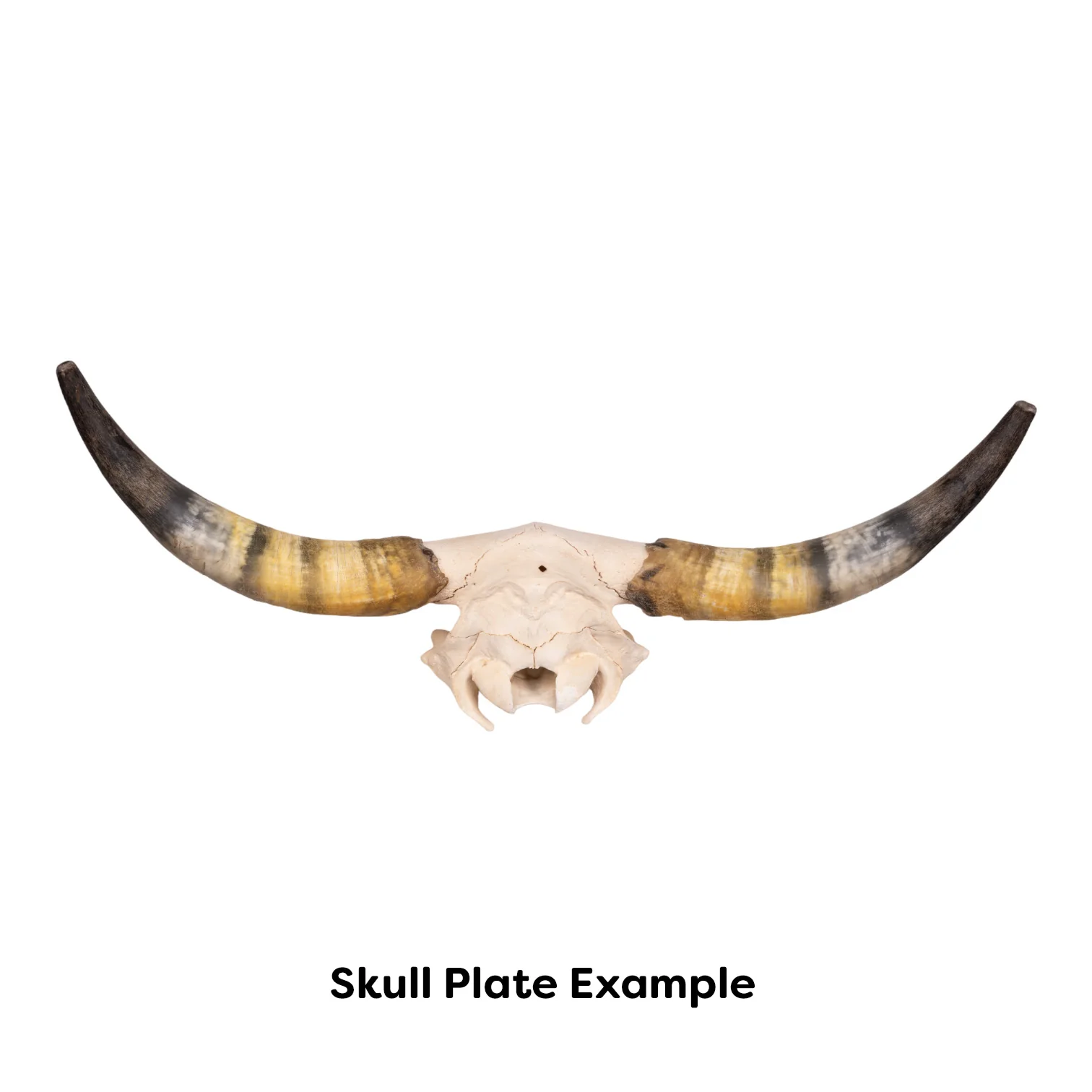 Real Longhorn Skull Plate - Limited Quantity - Image 3