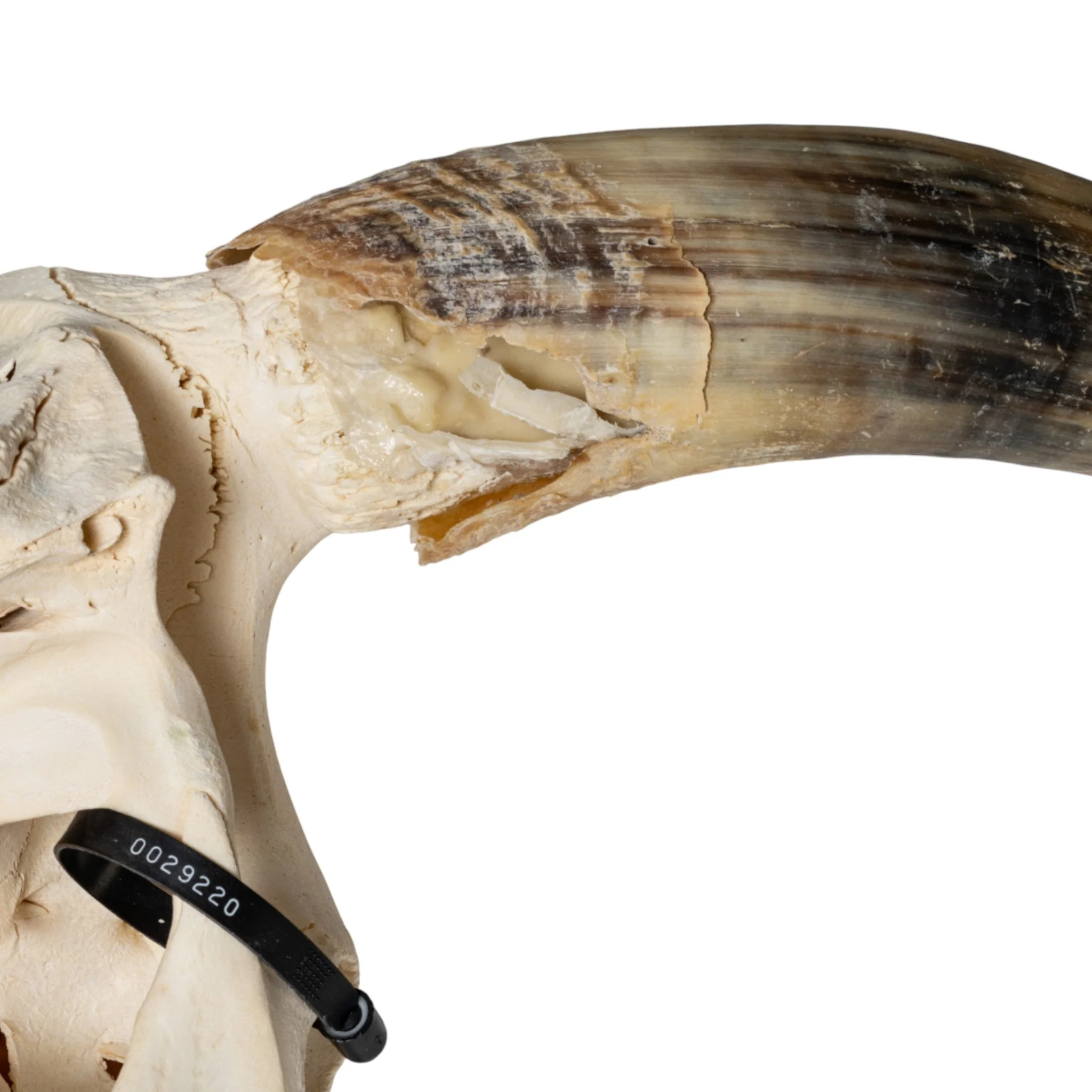 Real Longhorn Skull - Image 4