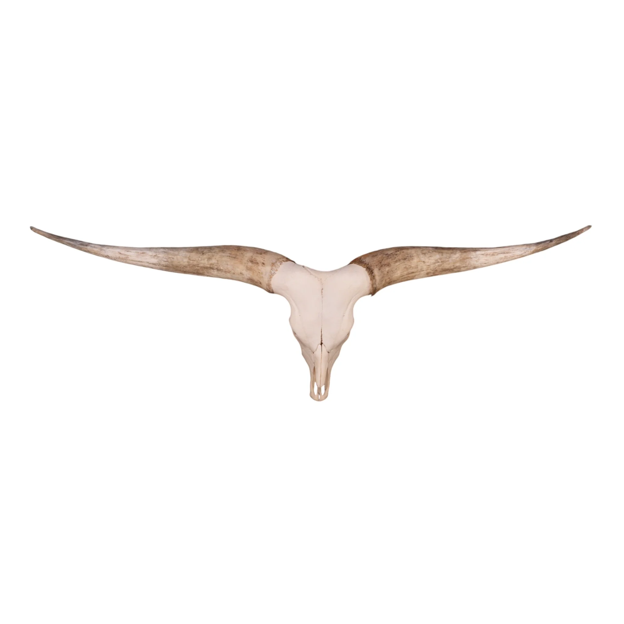 Real Watusi/Longhorn Skull