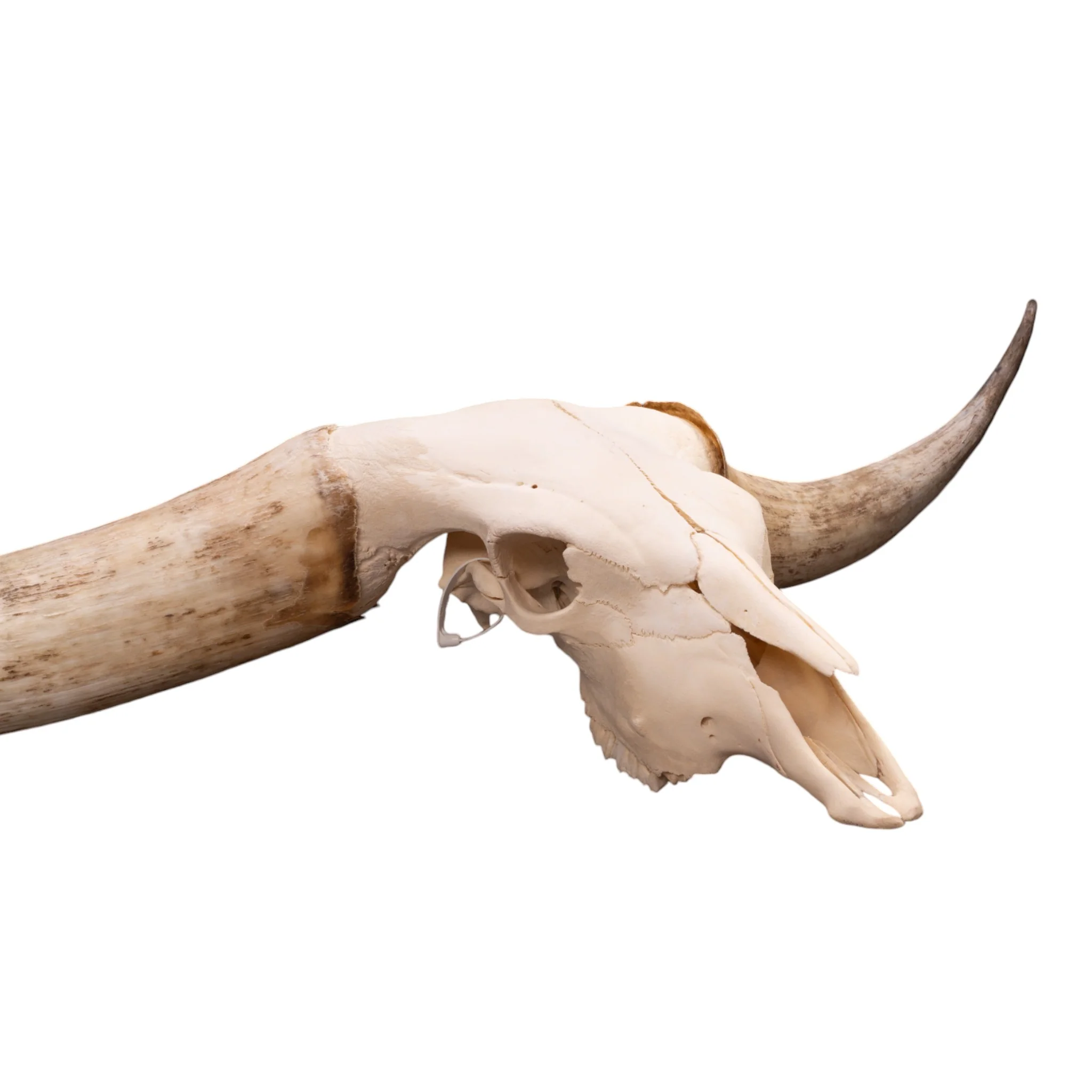 Real Watusi/Longhorn Skull - Image 5