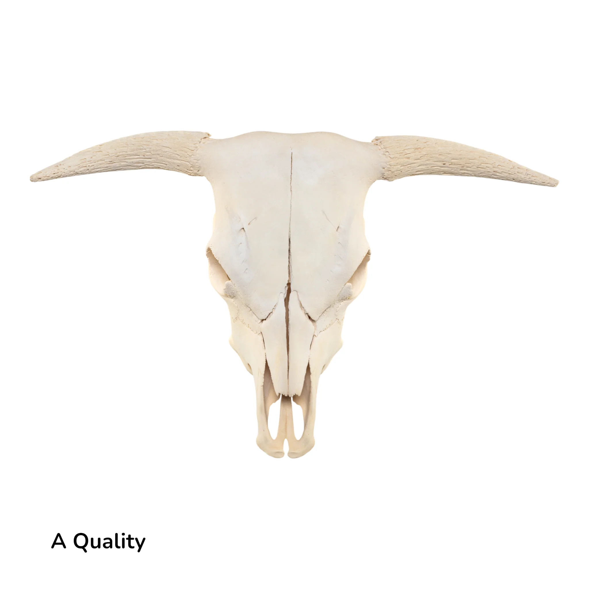 Real Longhorn Skull without Horns - Image 3