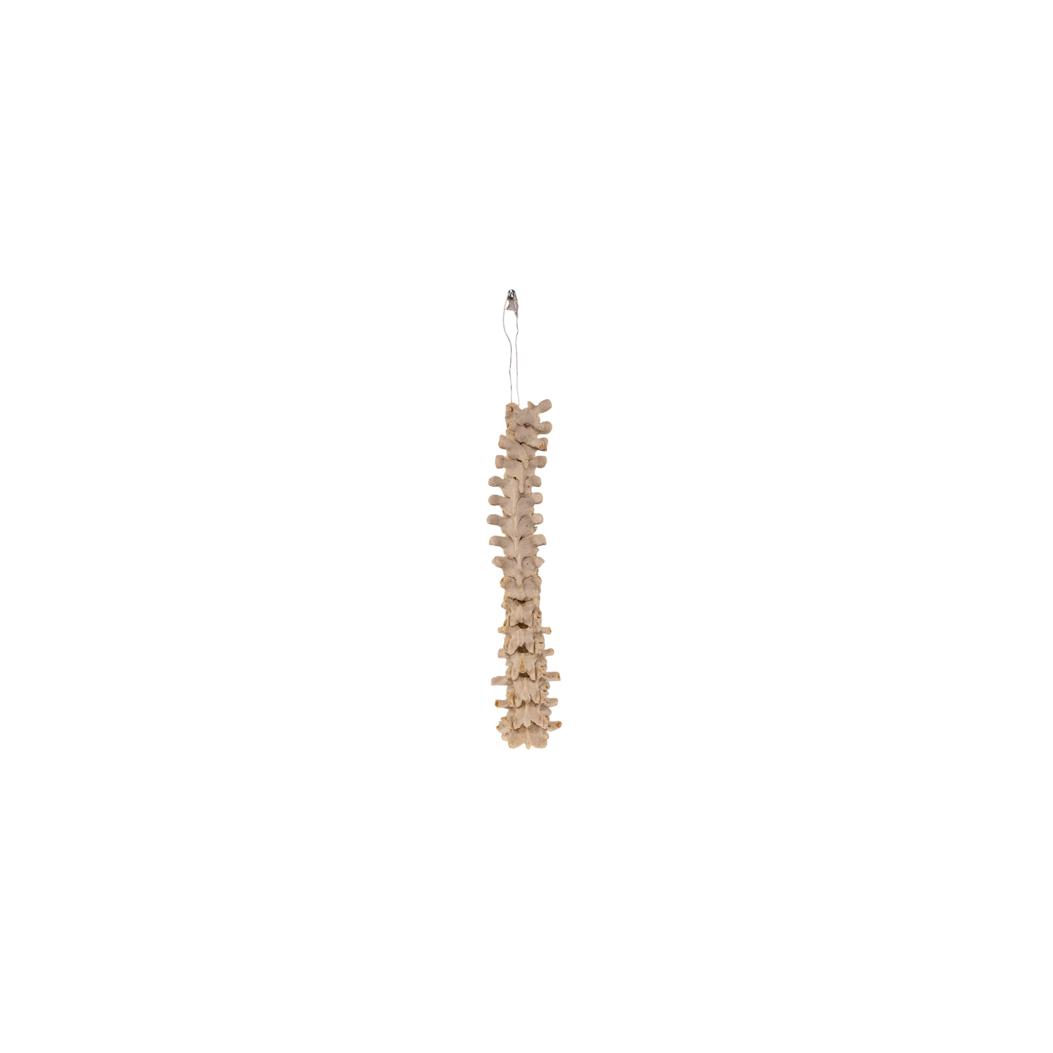 Real Loosely Strung Human Spine - Partial - Image 2