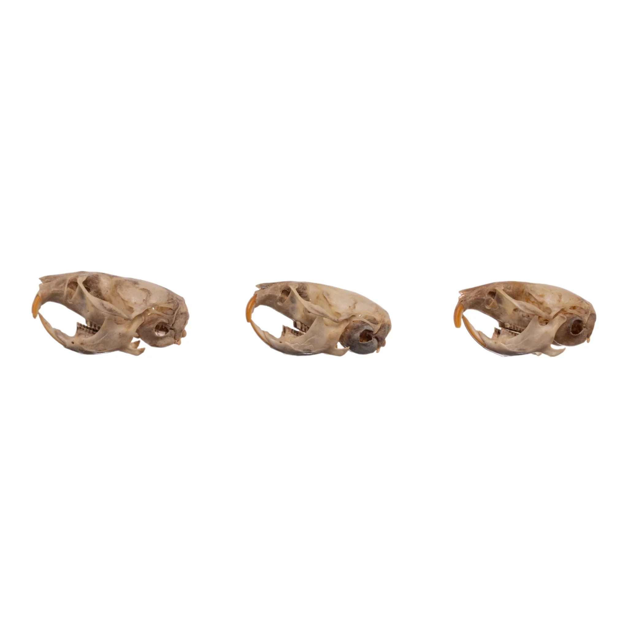Real Meadow Vole Skull - Single (Multiple Types) - Image 10