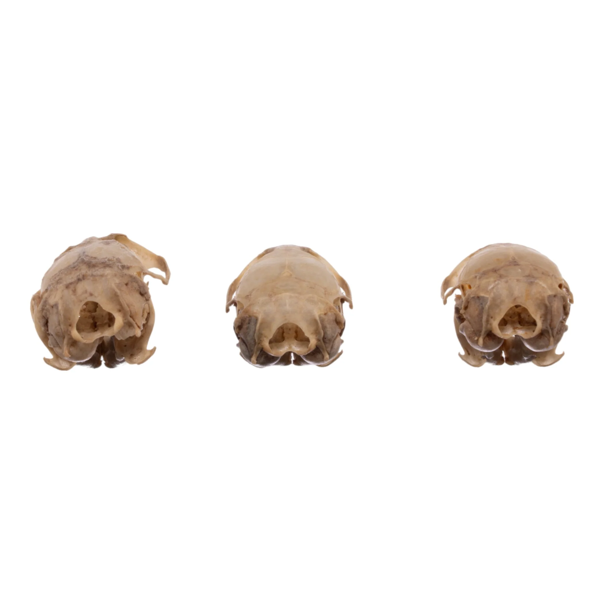 Real Meadow Vole Skull - Single (Multiple Types) - Image 11
