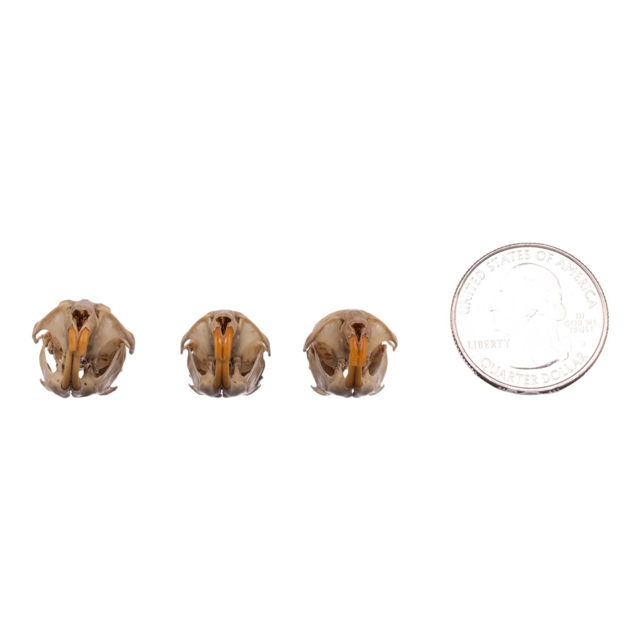 Real Meadow Vole Skull - Single (Multiple Types) - Image 12