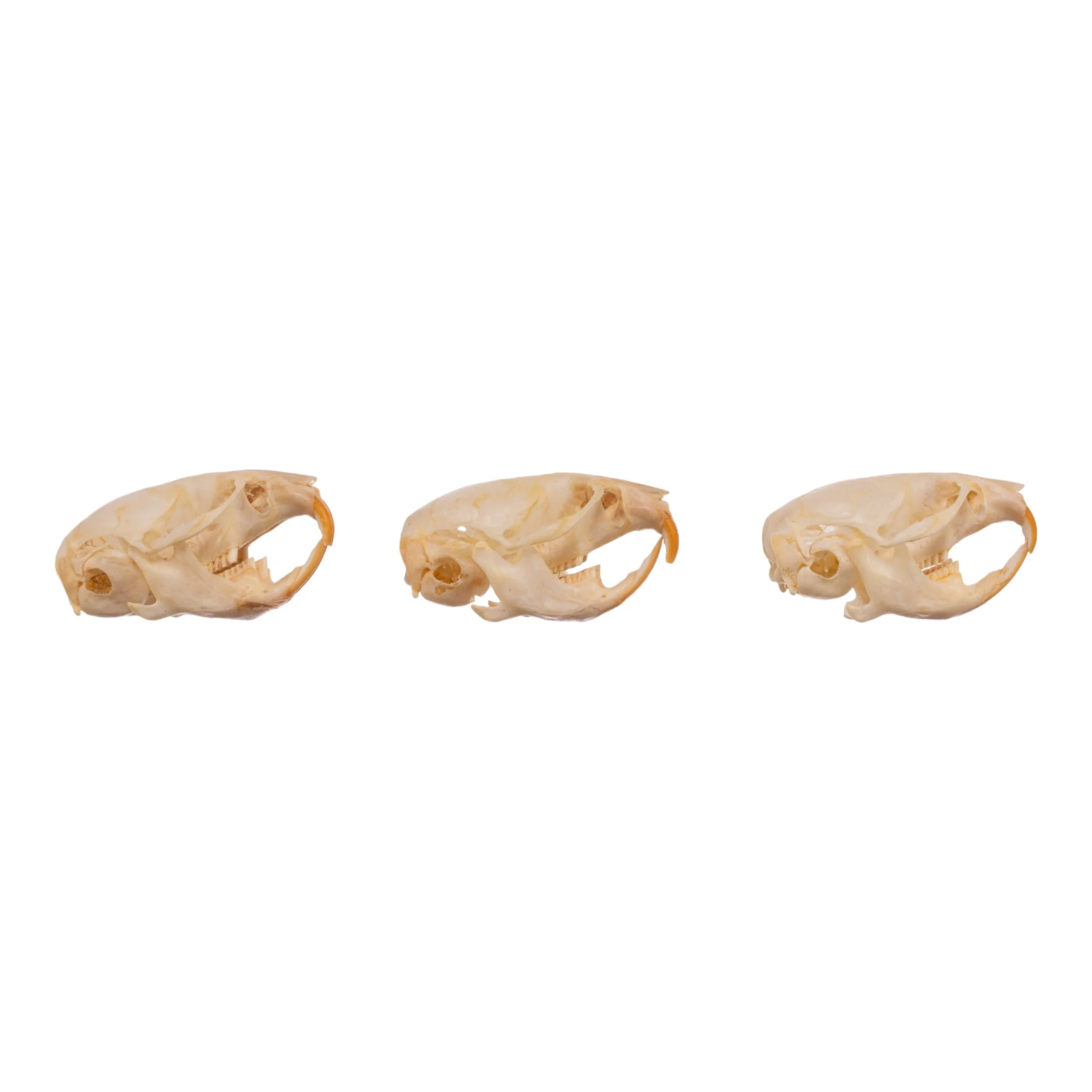 Real Meadow Vole Skull - Single (Multiple Types) - Image 2