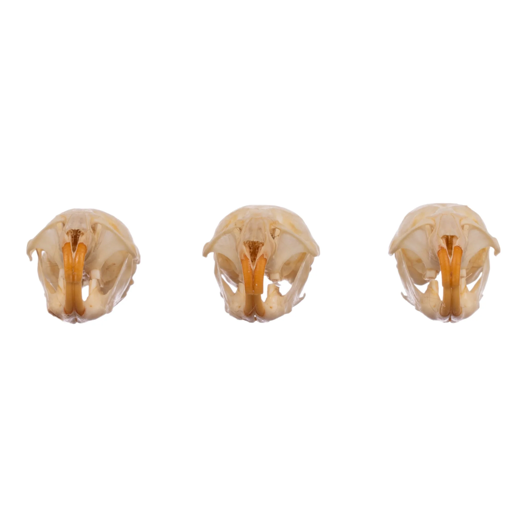 Real Meadow Vole Skull - Single (Multiple Types) - Image 3