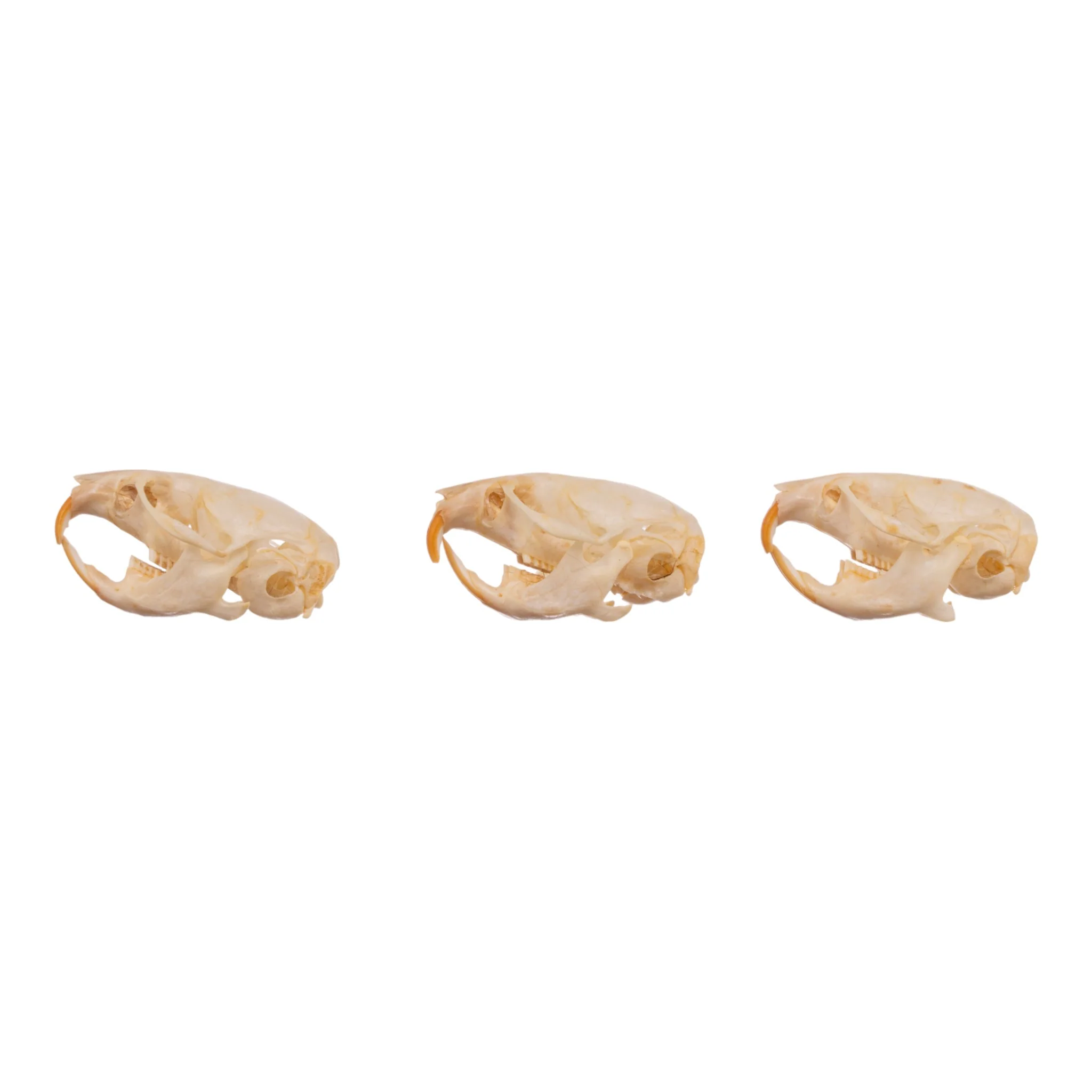 Real Meadow Vole Skull - Single (Multiple Types) - Image 4