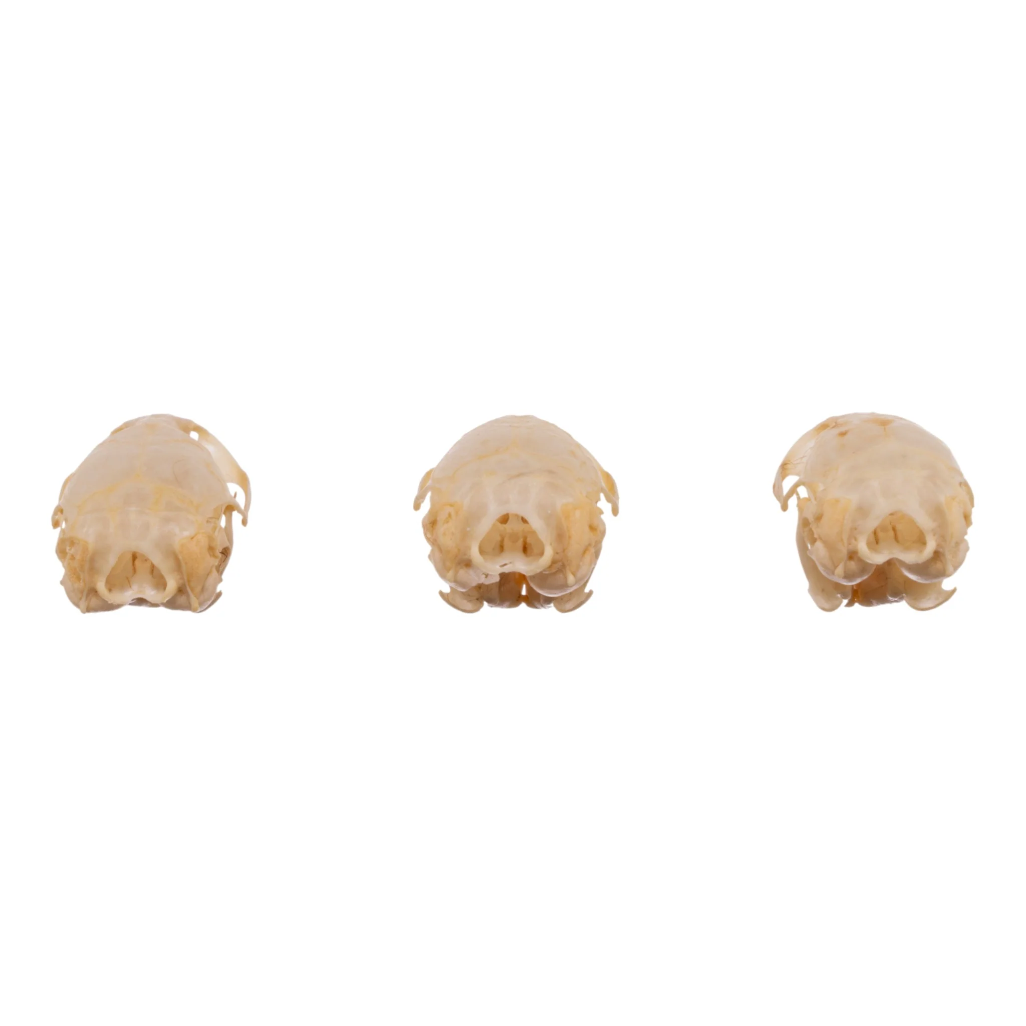 Real Meadow Vole Skull - Single (Multiple Types) - Image 5