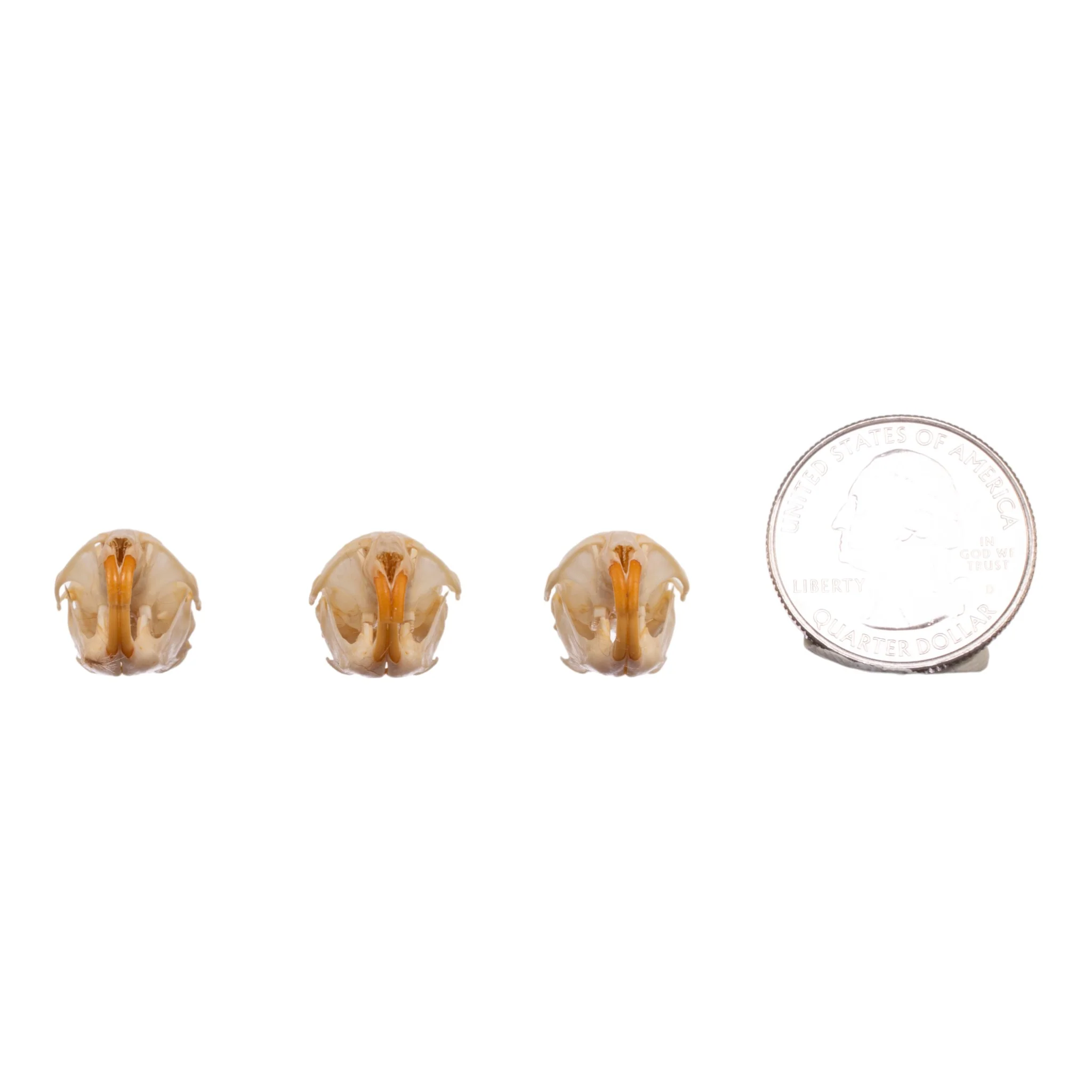 Real Meadow Vole Skull - Single (Multiple Types) - Image 6