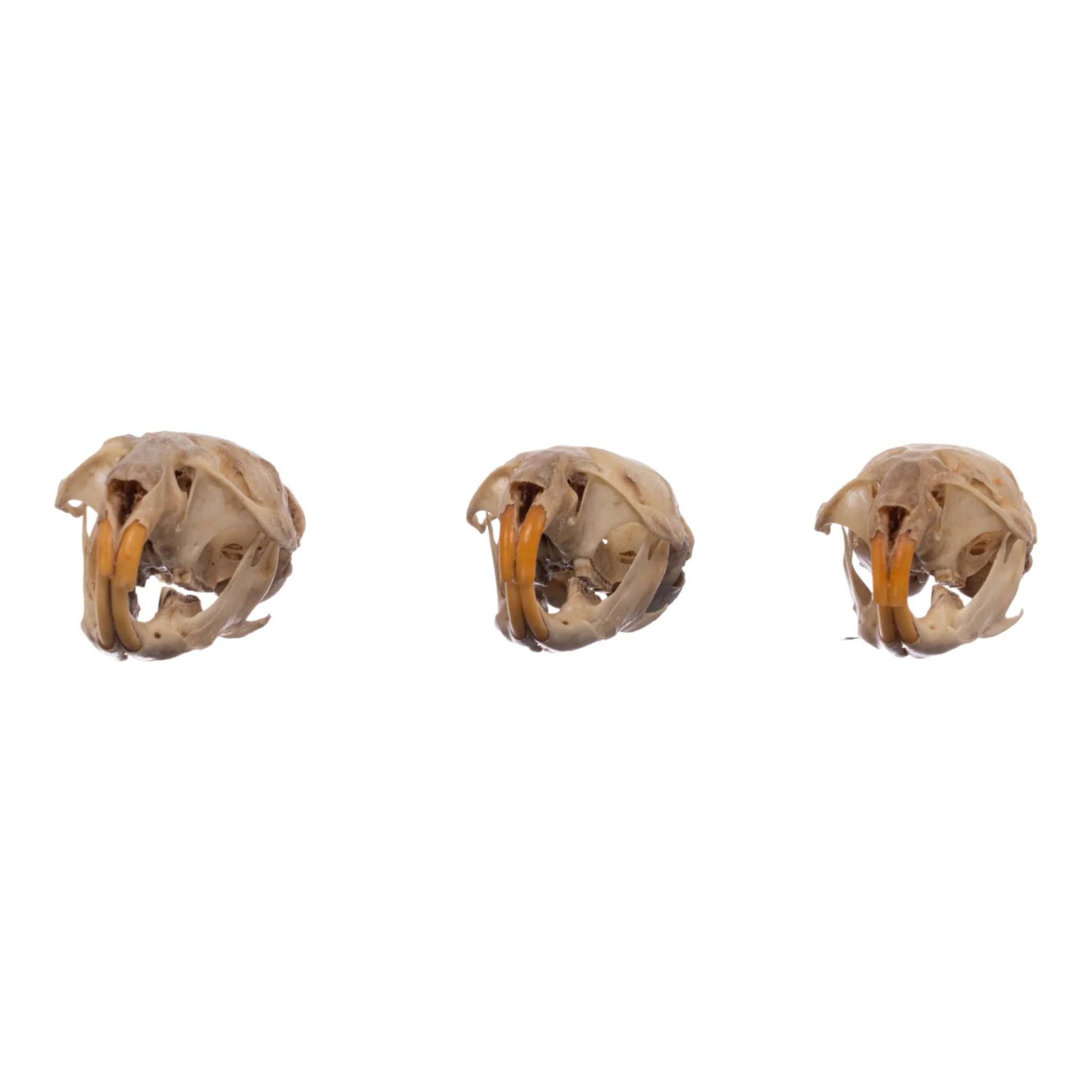 Real Meadow Vole Skull - Single (Multiple Types) - Image 7