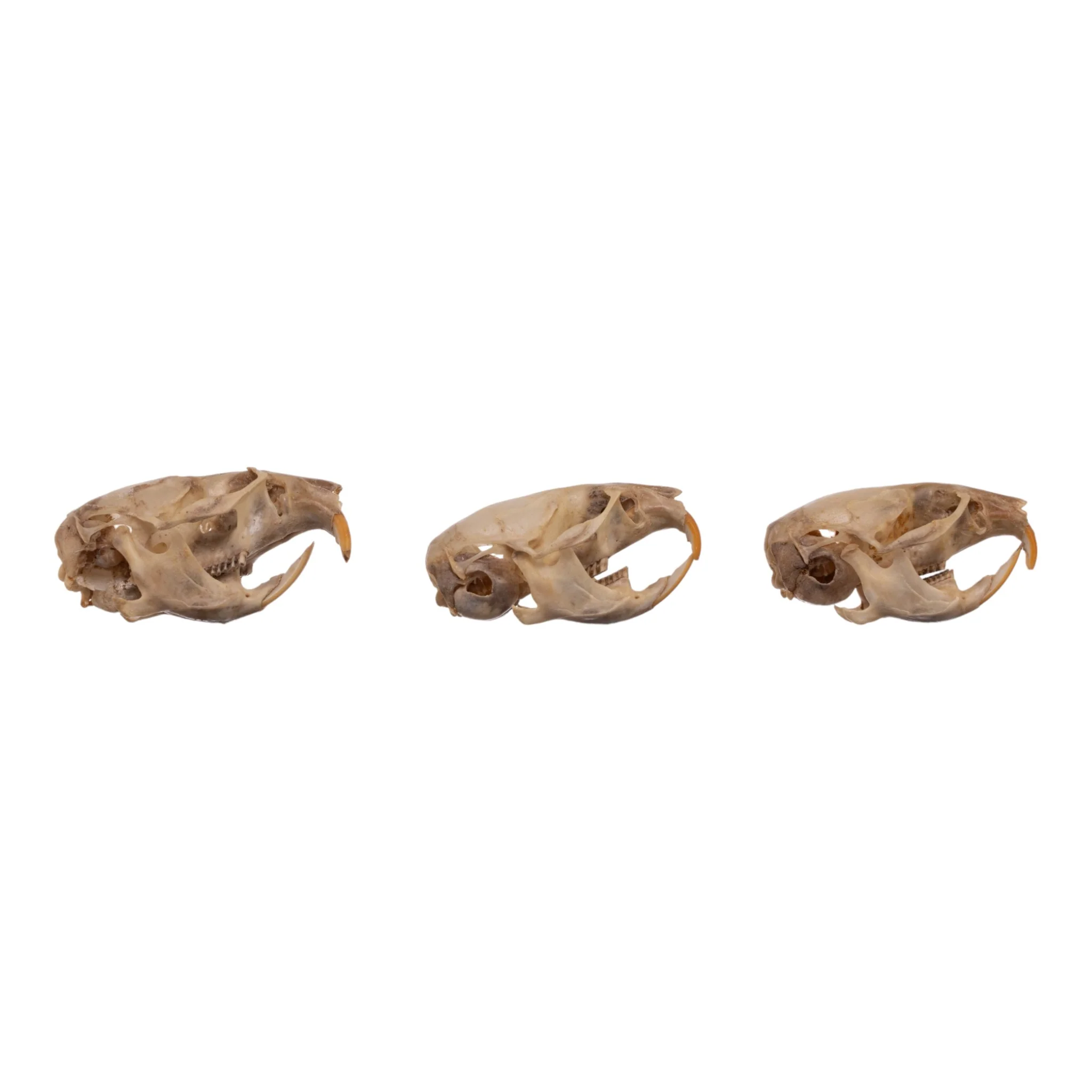 Real Meadow Vole Skull - Single (Multiple Types) - Image 8