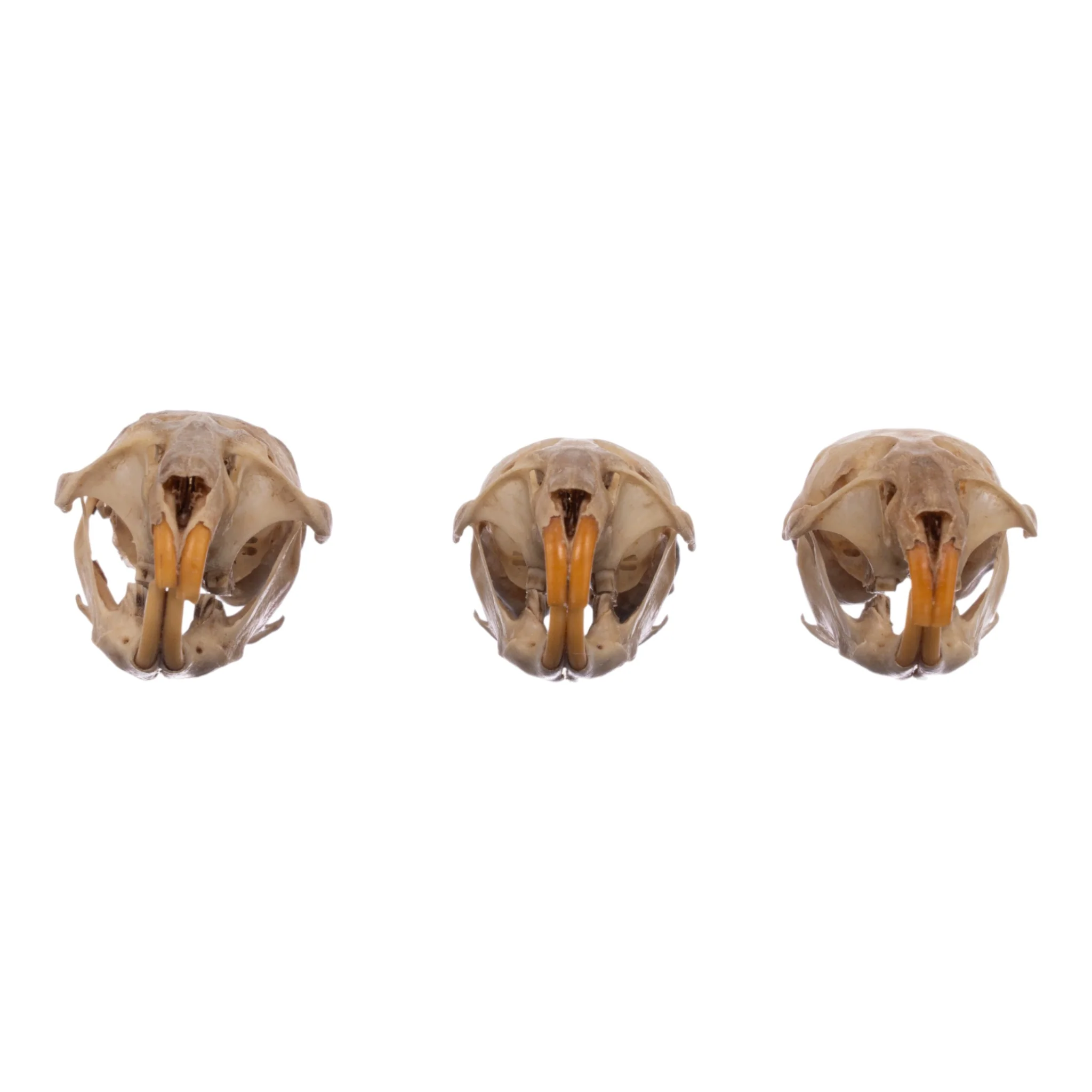 Real Meadow Vole Skull - Single (Multiple Types) - Image 9