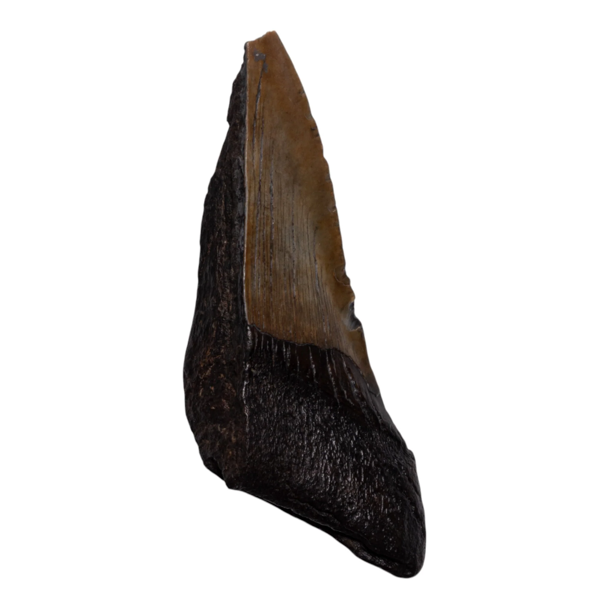Real Megalodon Tooth - Half - Image 2