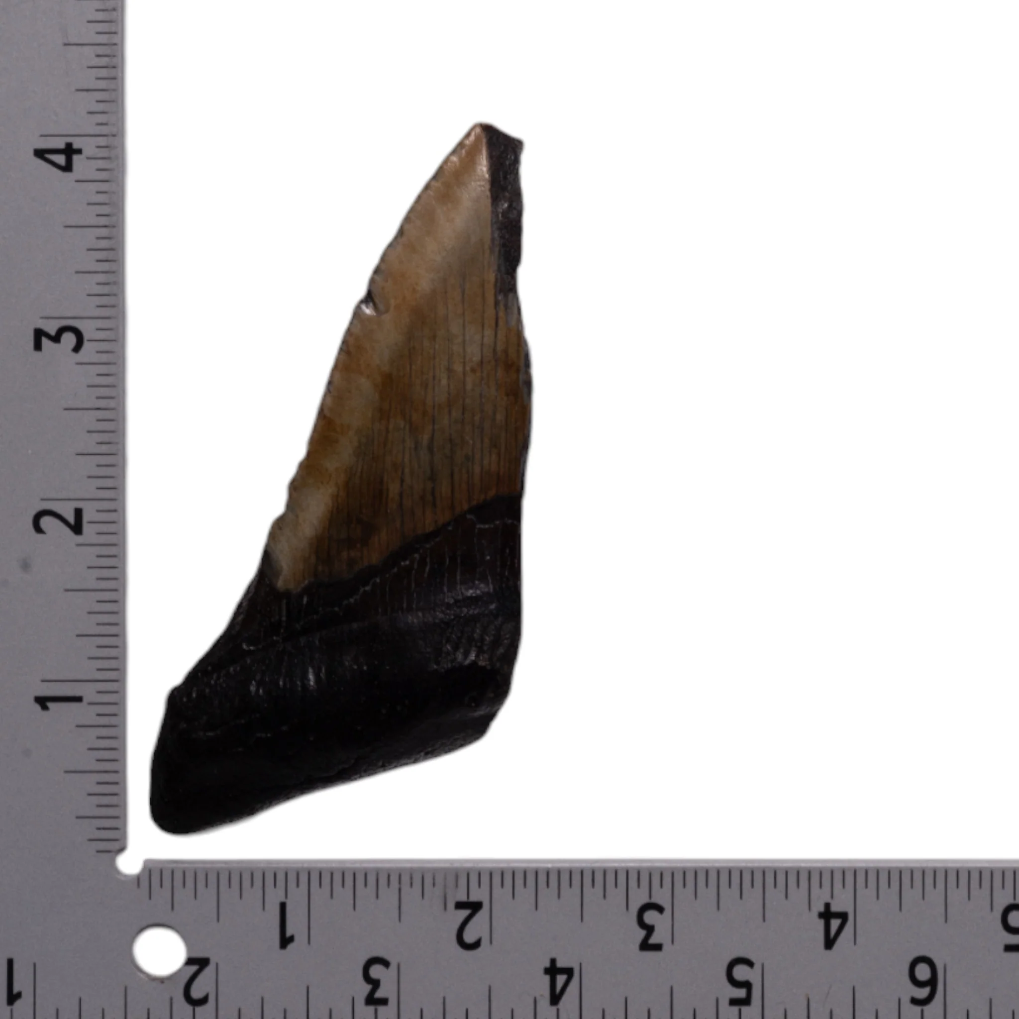 Real Megalodon Tooth - Half - Image 3