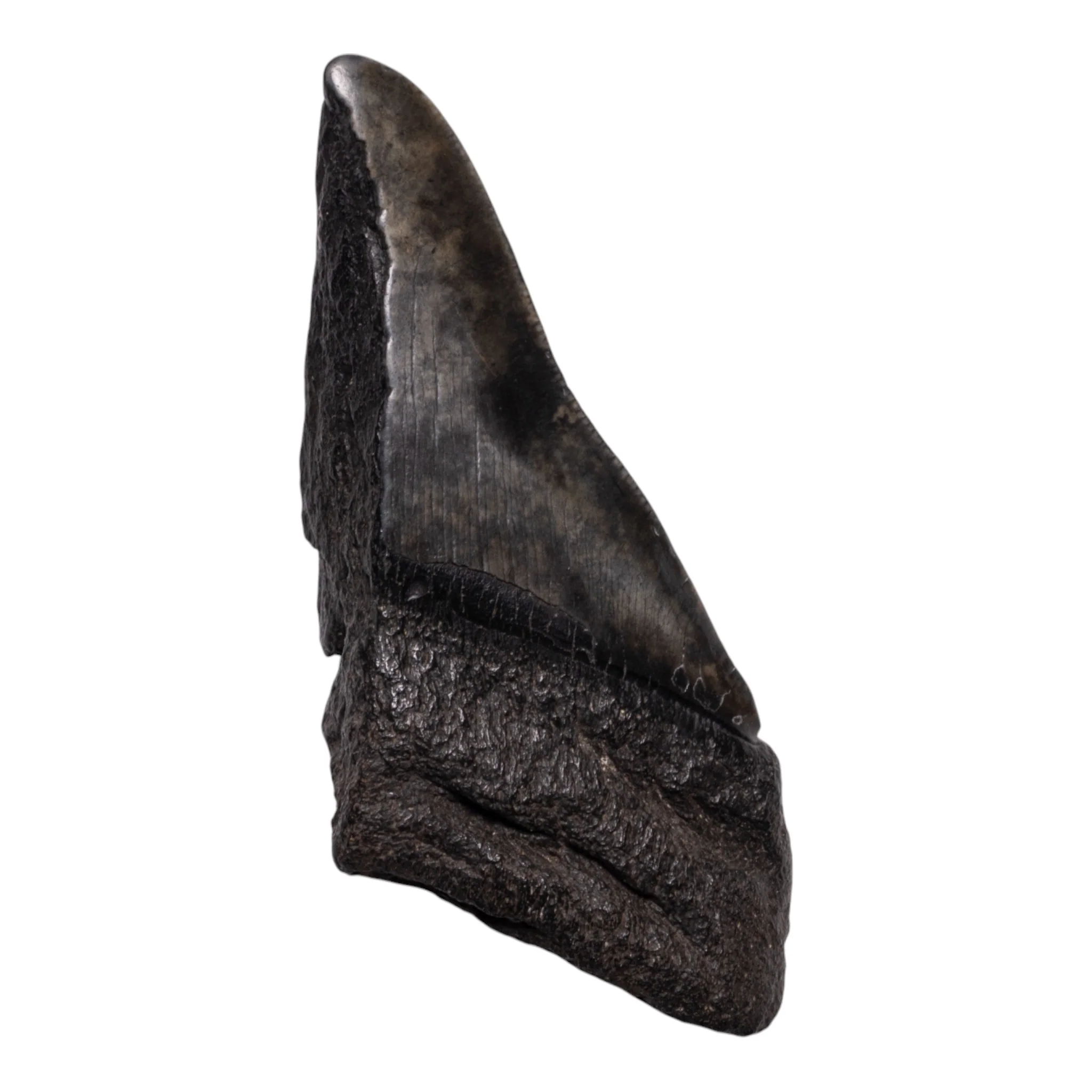 Real Megalodon Tooth - Half - Image 2