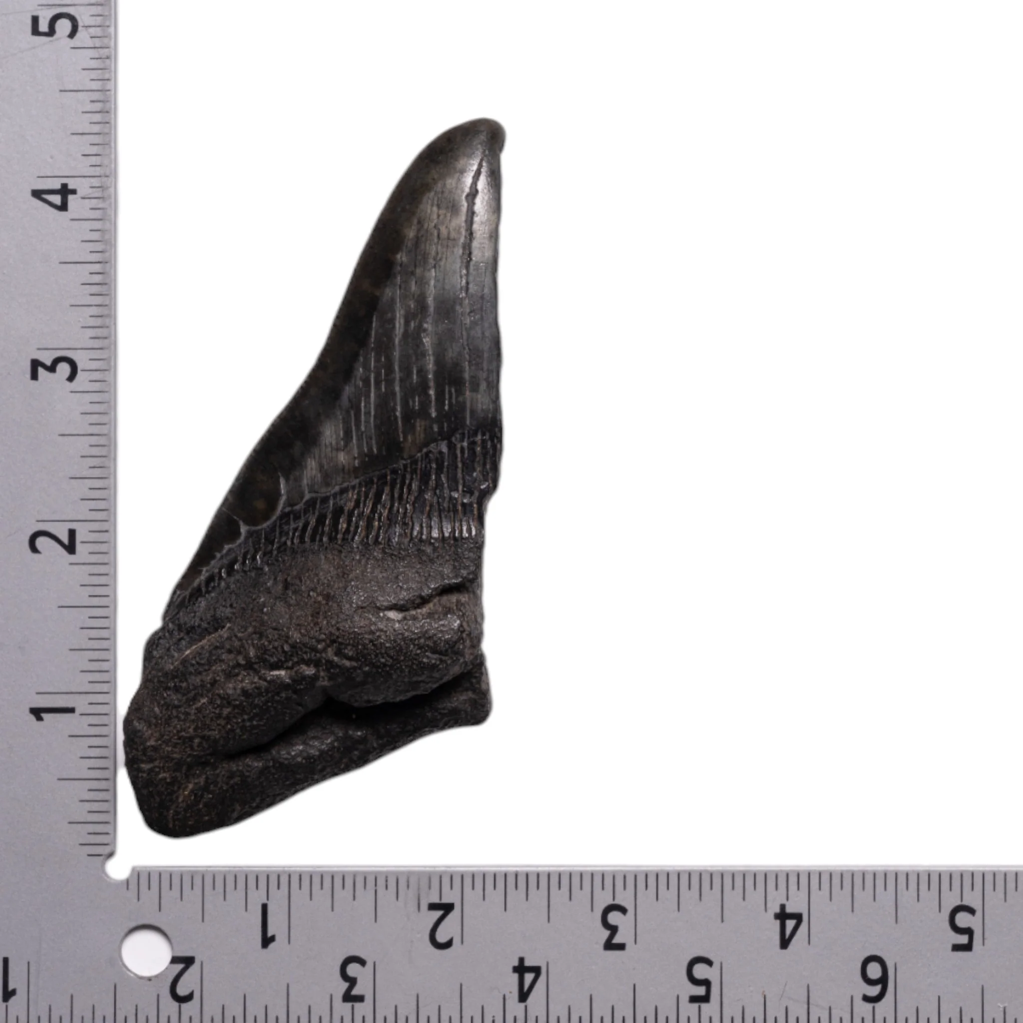 Real Megalodon Tooth - Half - Image 3