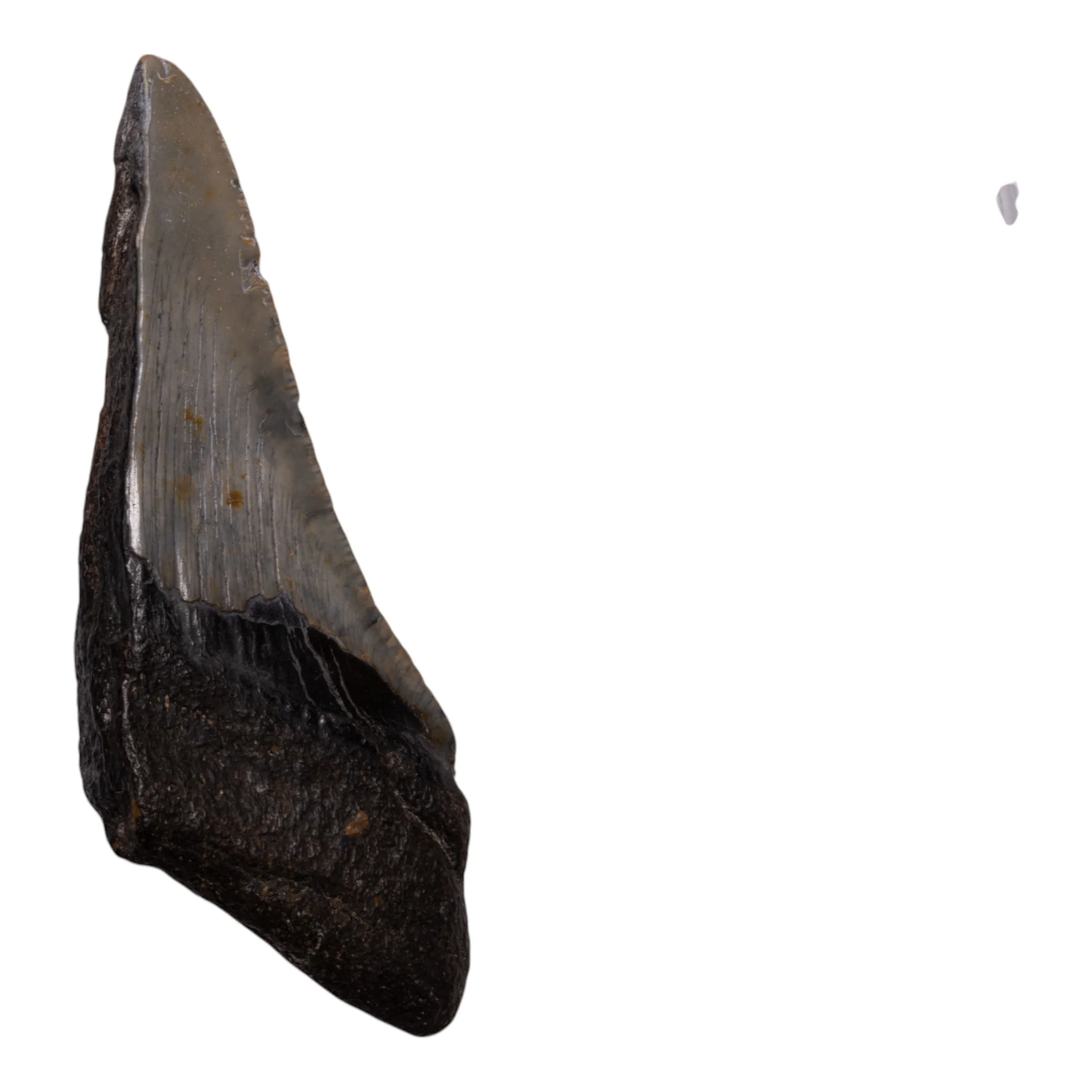 Real Megalodon Tooth - Half - Image 2
