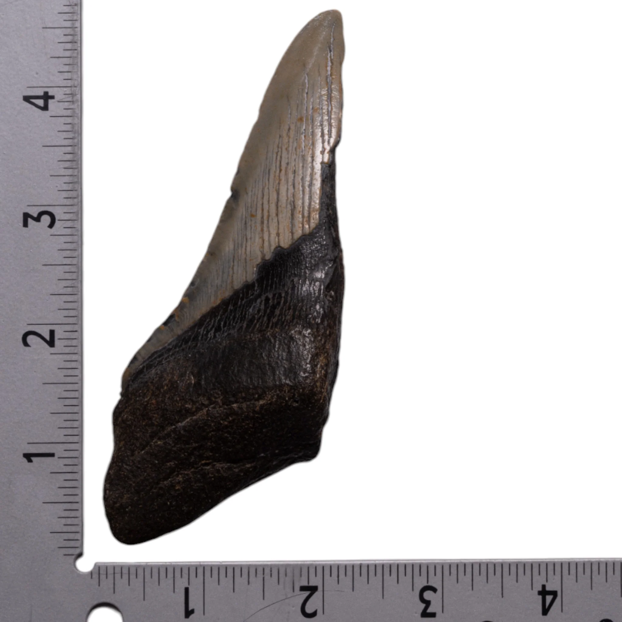 Real Megalodon Tooth - Half - Image 3