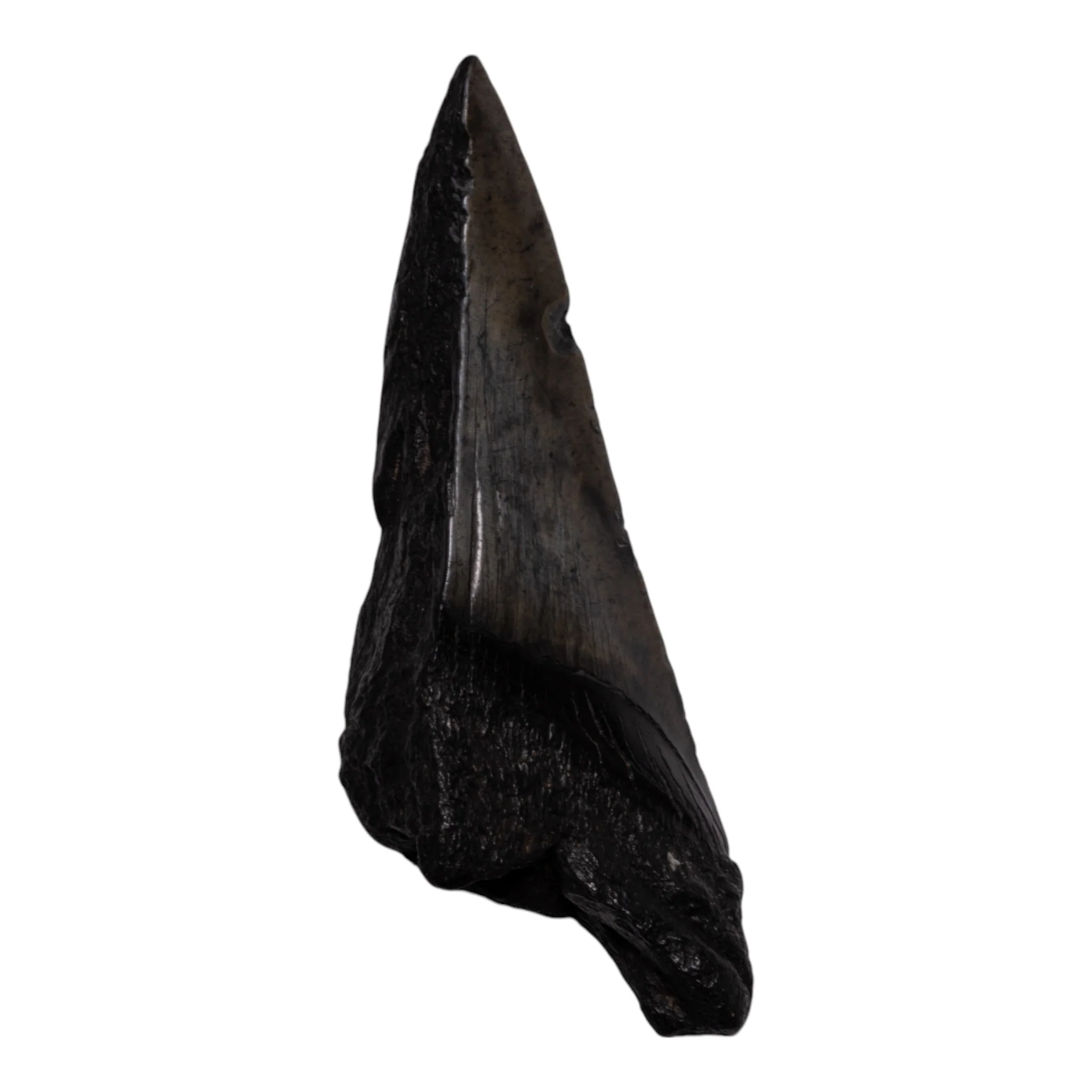 Real Megalodon Tooth - Half - Image 2