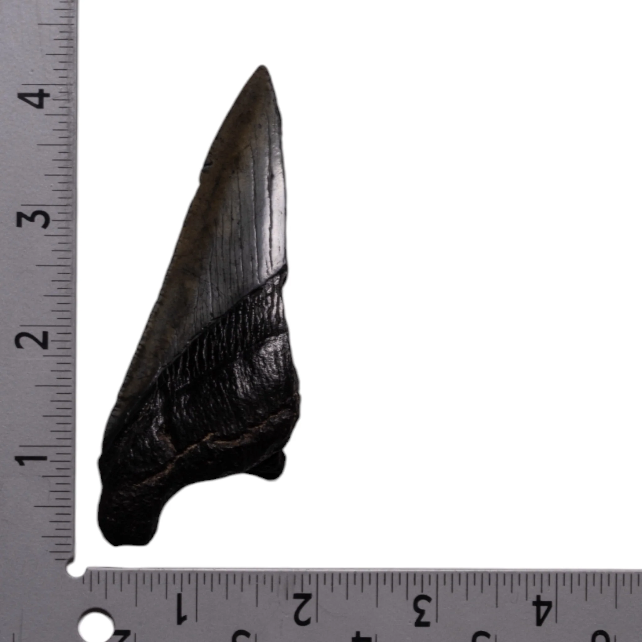 Real Megalodon Tooth - Half - Image 3