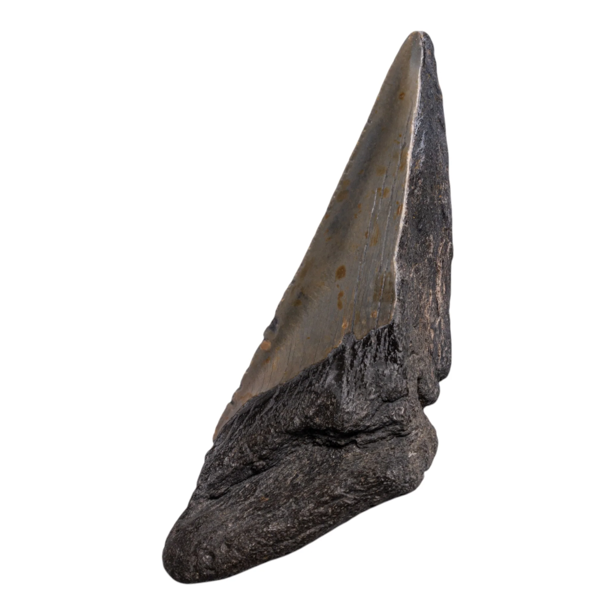 Real Megalodon Tooth - Half - Image 2