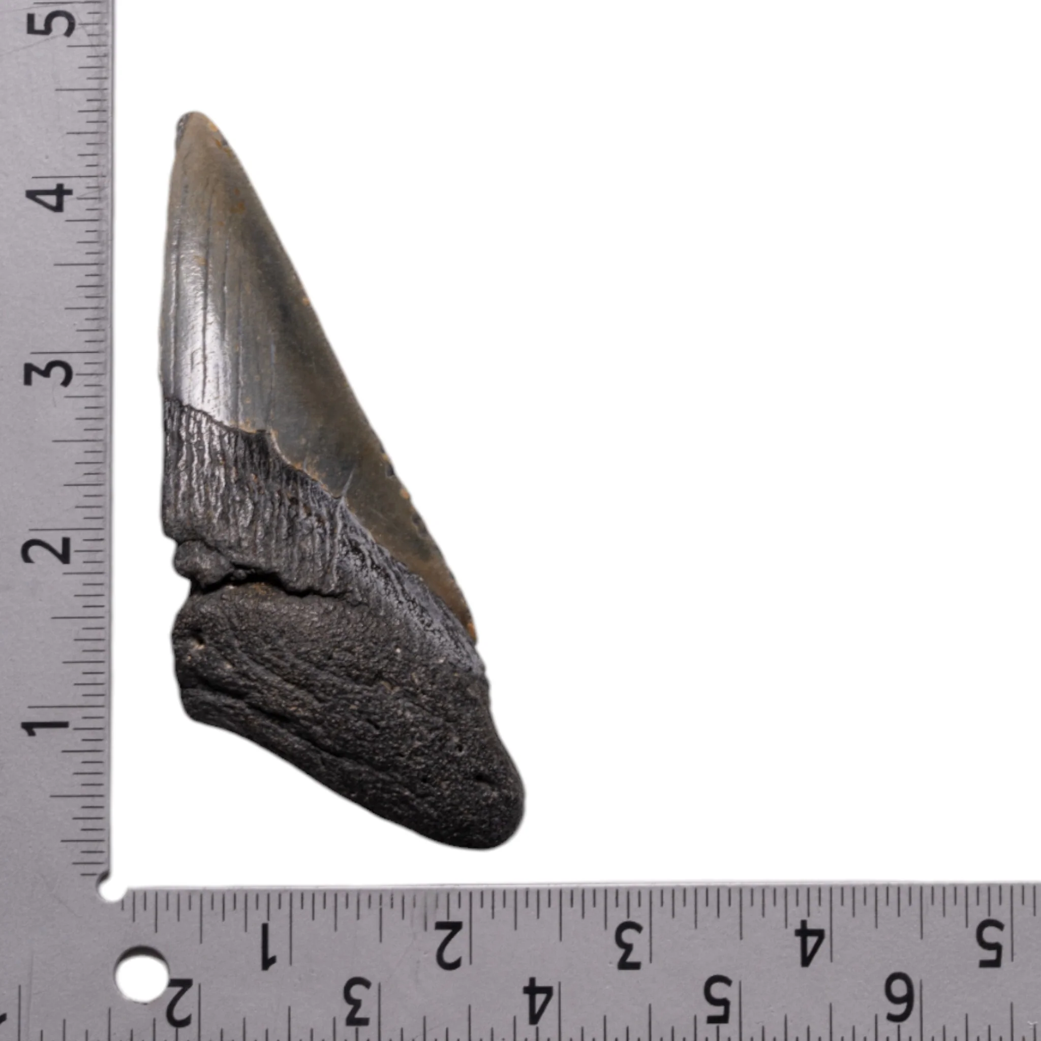 Real Megalodon Tooth - Half - Image 3