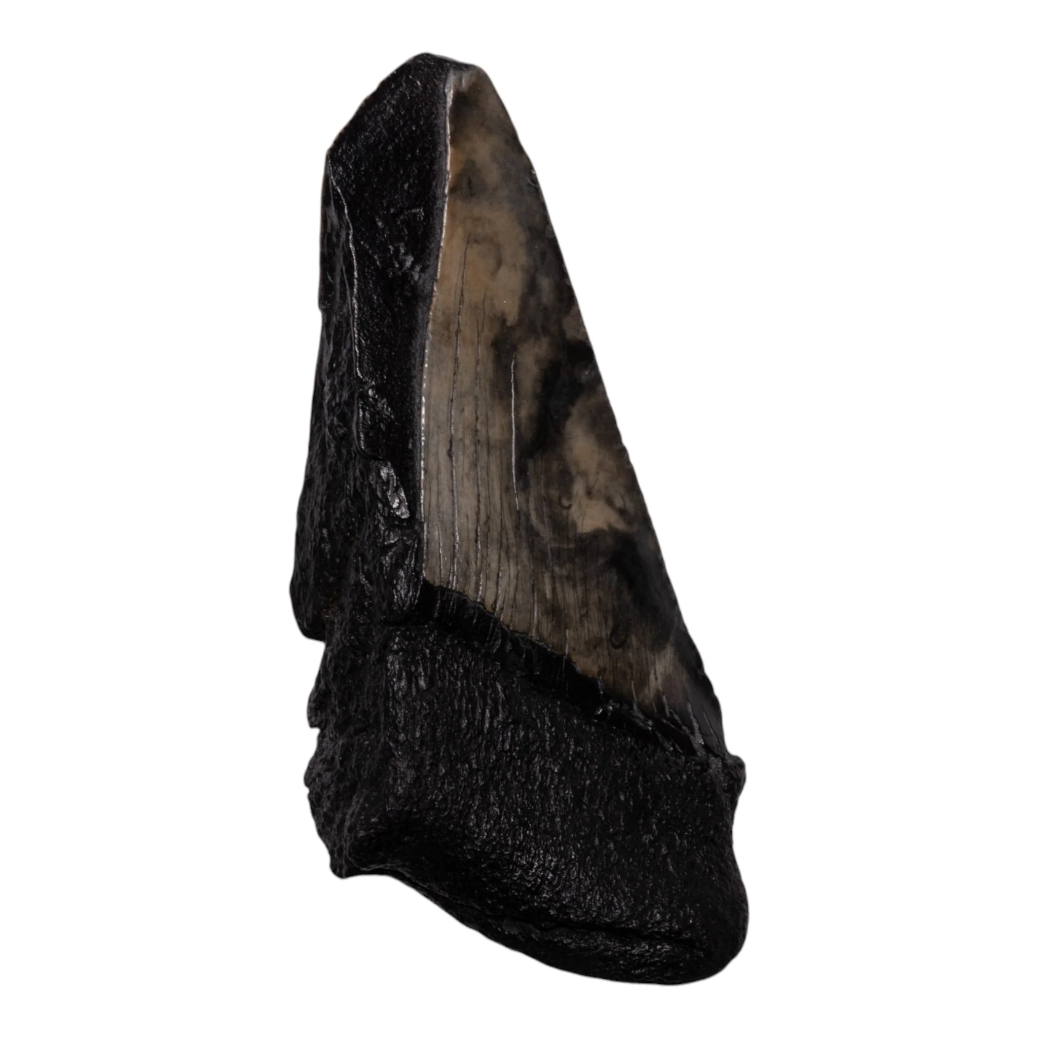 Real Megalodon Tooth - Half - Image 2