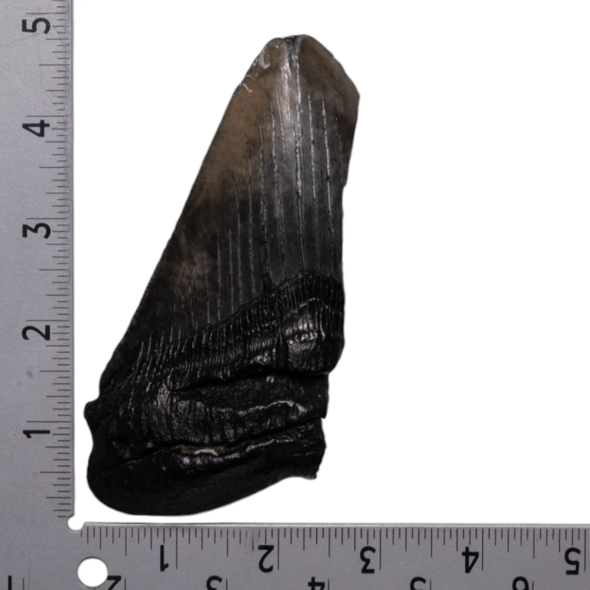 Real Megalodon Tooth - Half - Image 3