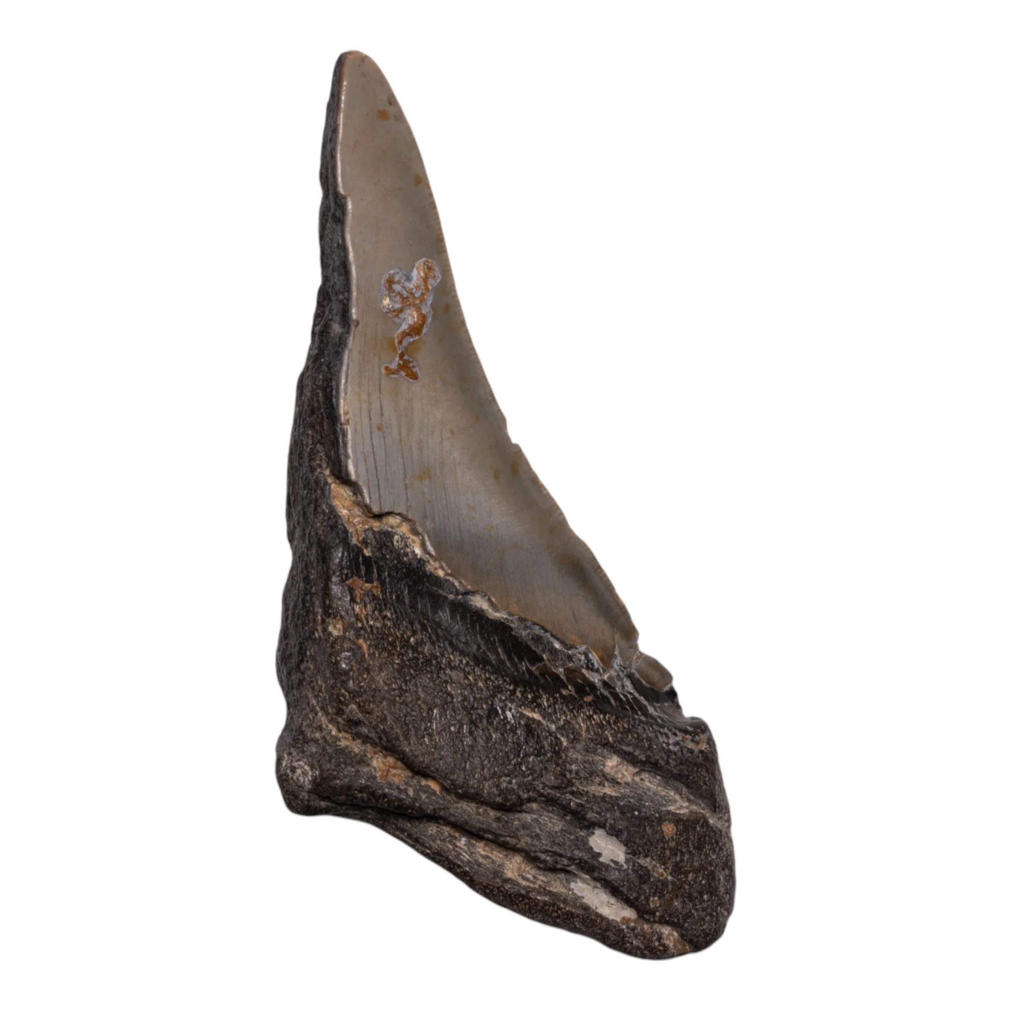 Real Megalodon Tooth - Half - Image 2