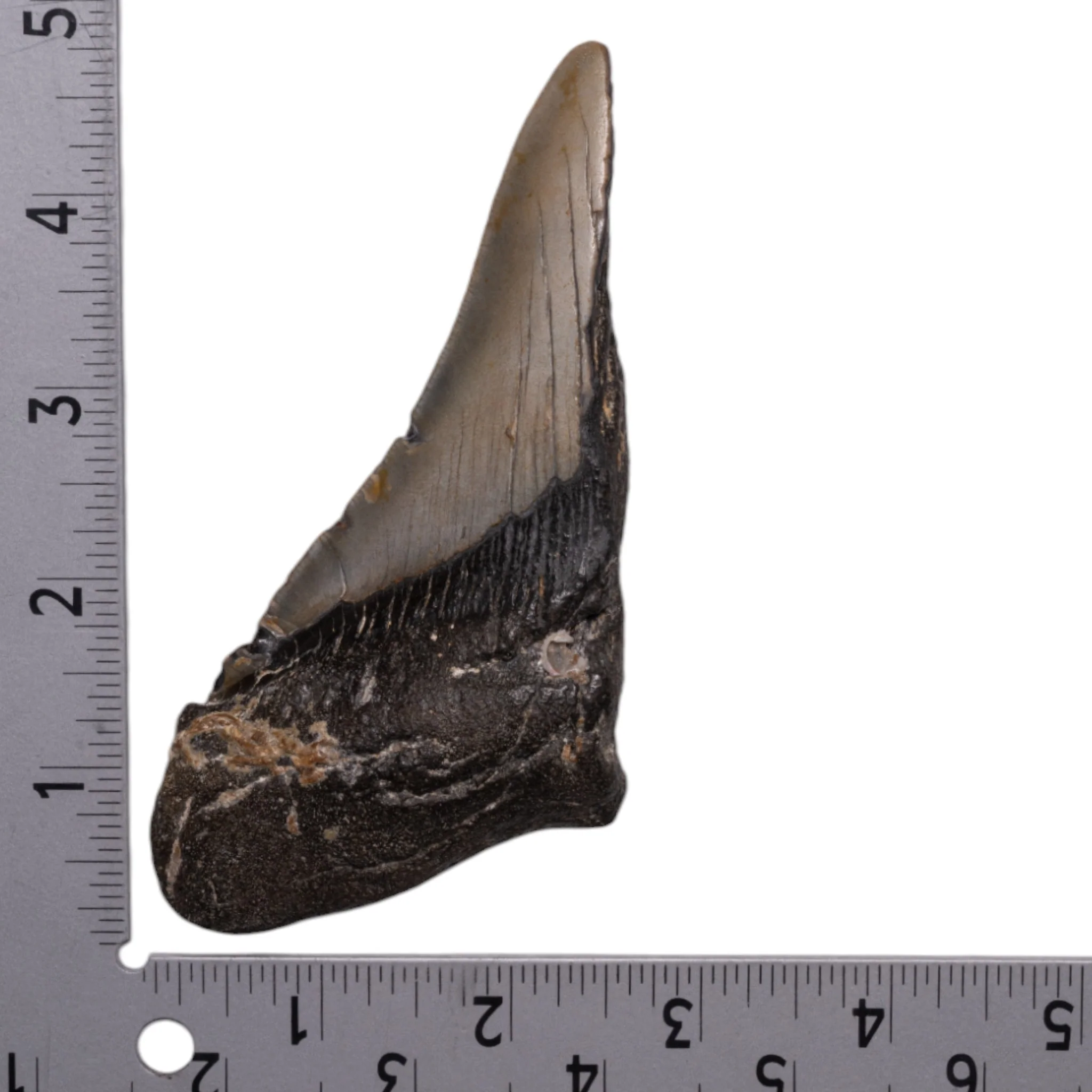 Real Megalodon Tooth - Half - Image 3