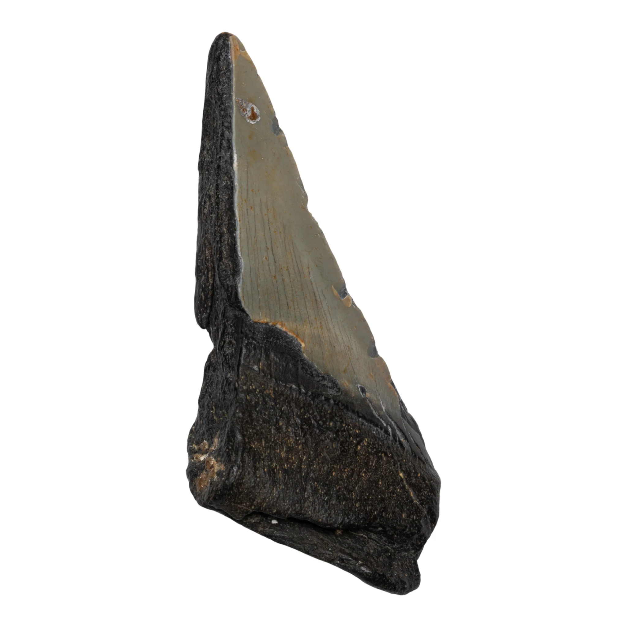 Real Megalodon Tooth - Half - Image 2