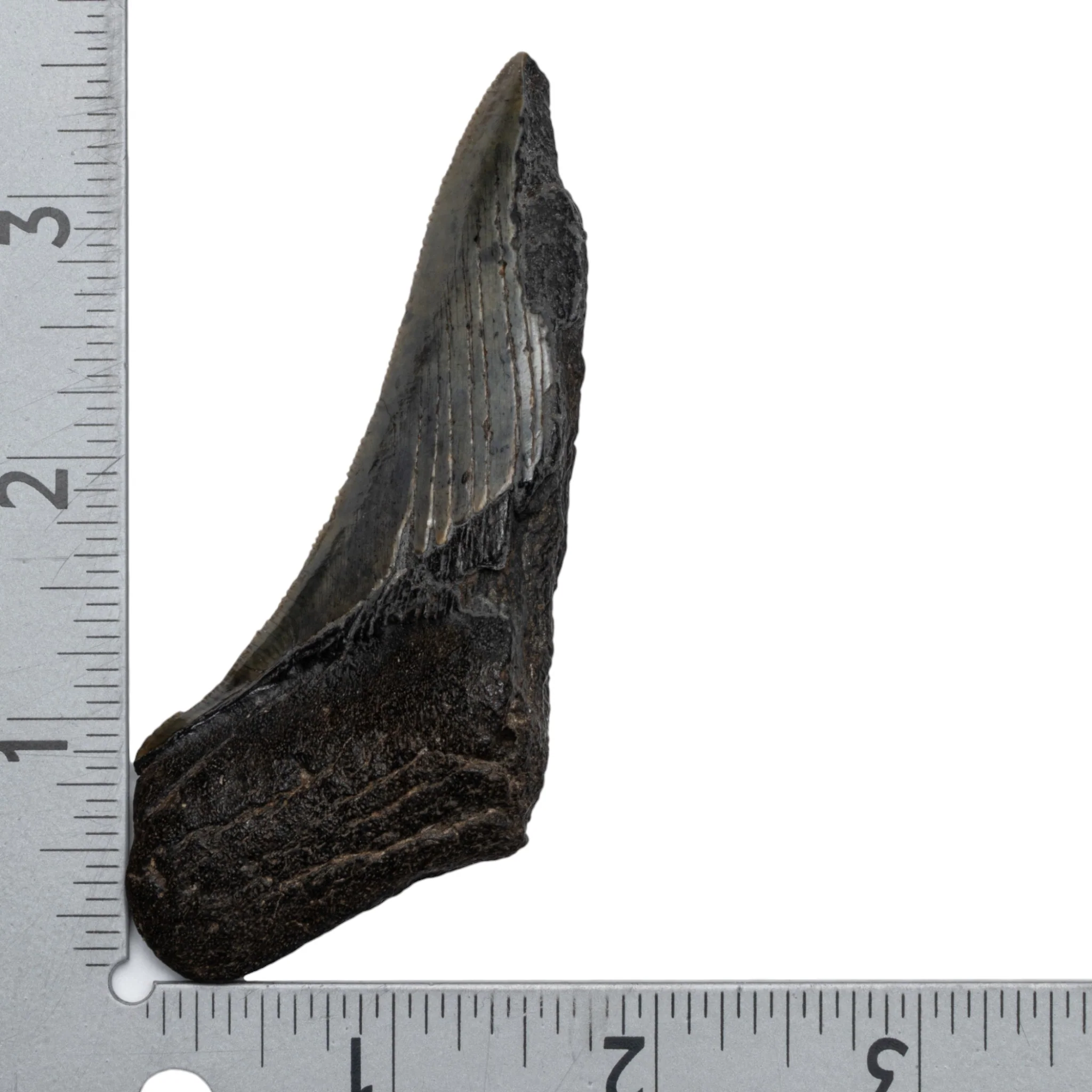 Real Megalodon Tooth - Half - Image 3