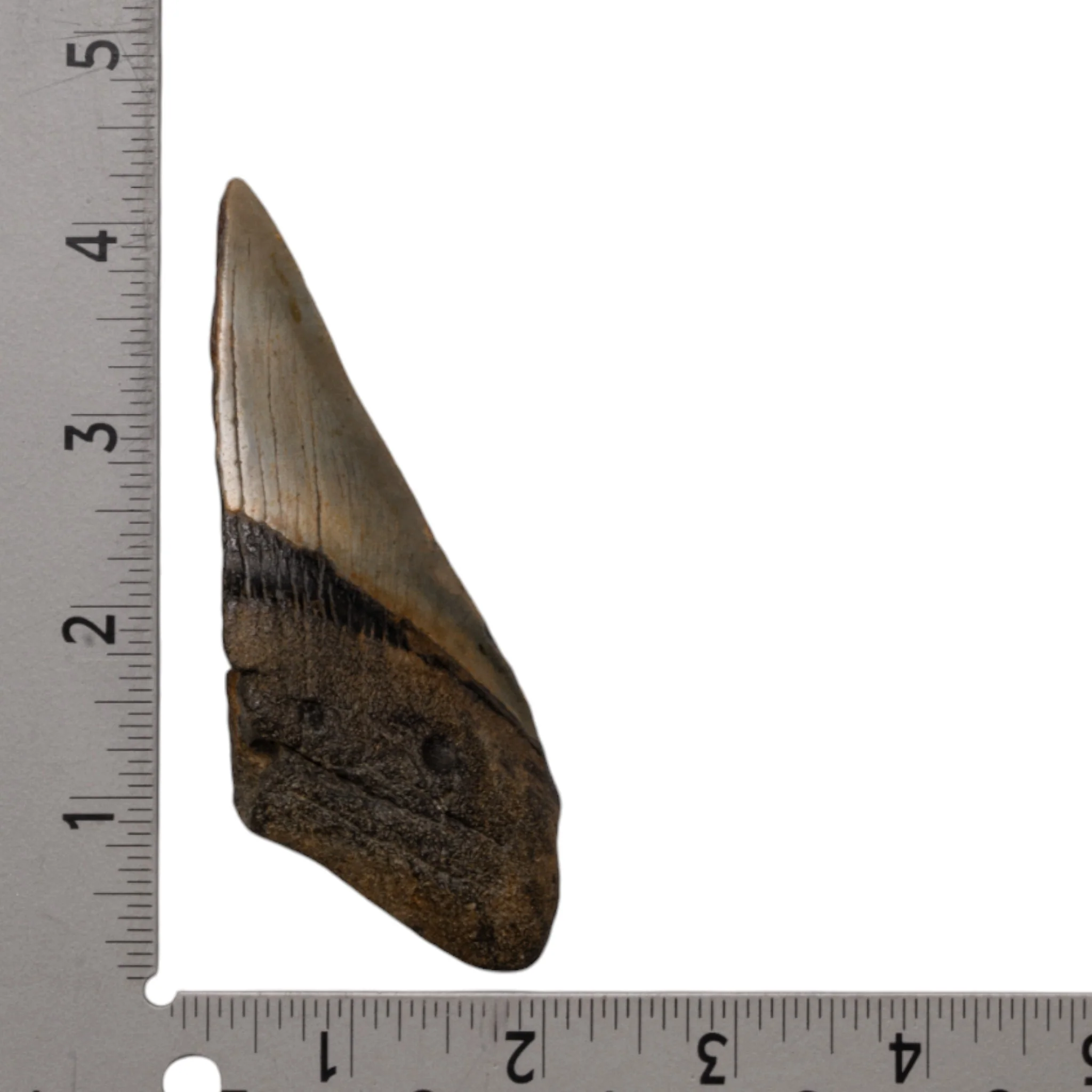 Real Megalodon Tooth - Half - Image 3