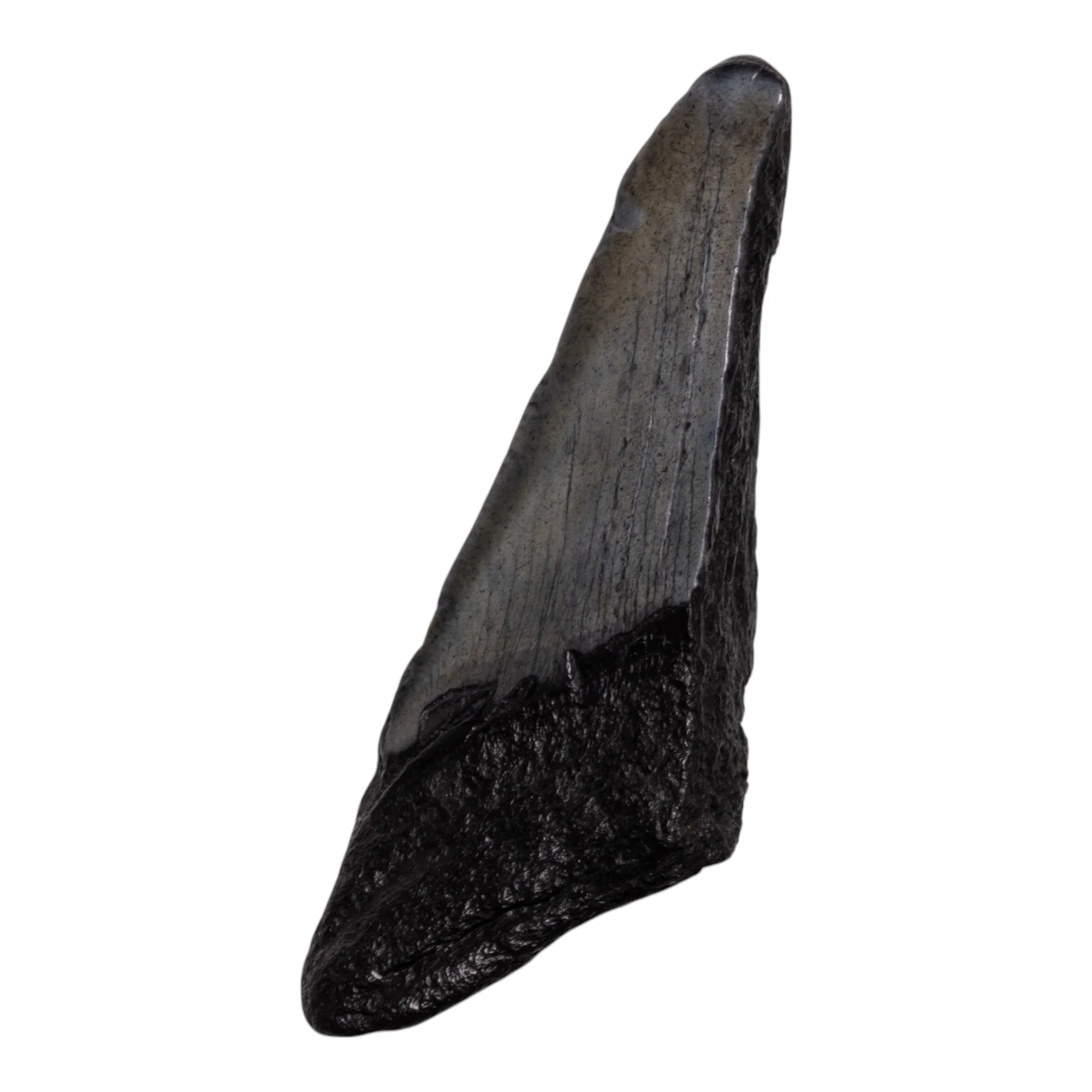 Real Megalodon Tooth - Half - Image 2