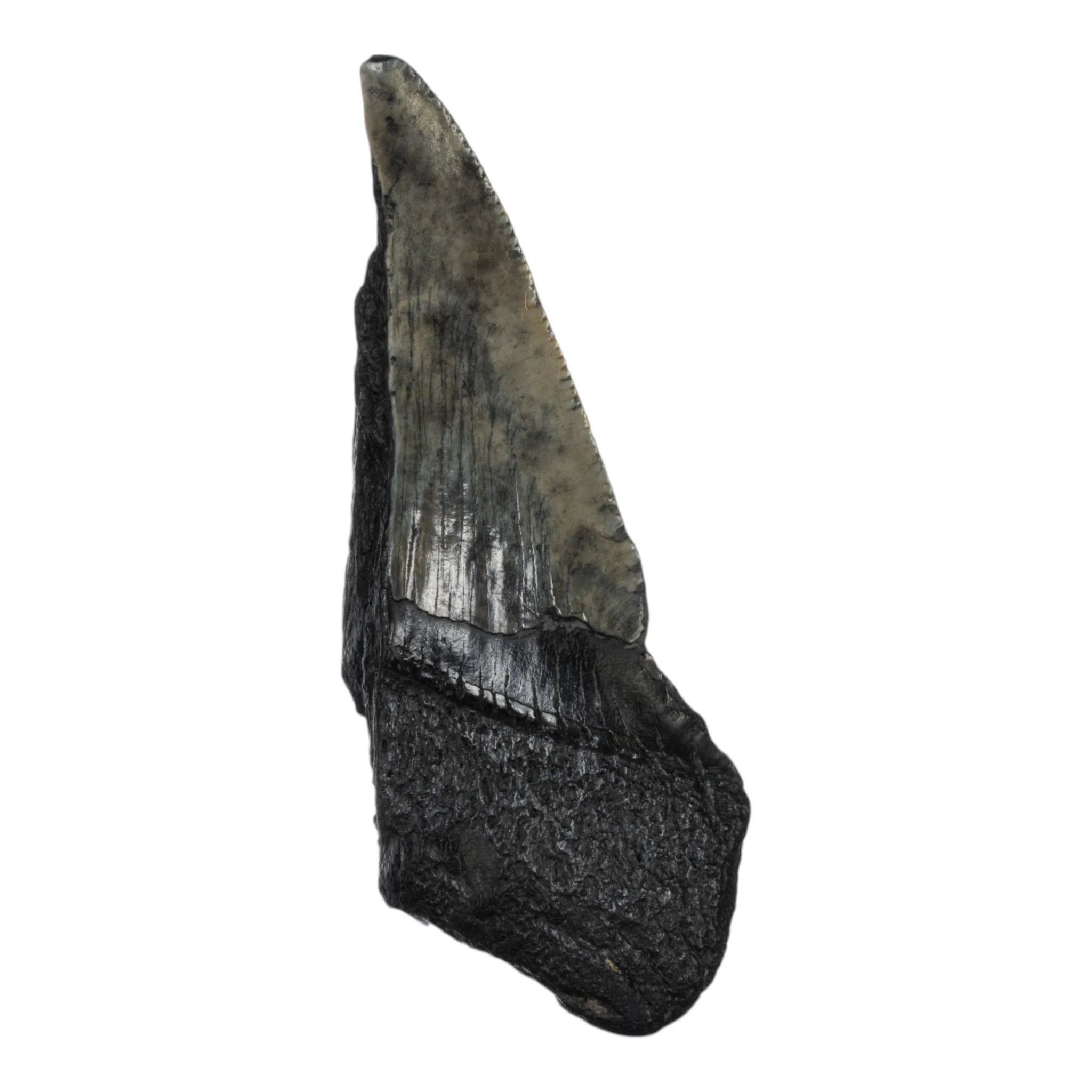 Real Megalodon Tooth - Half - Image 2