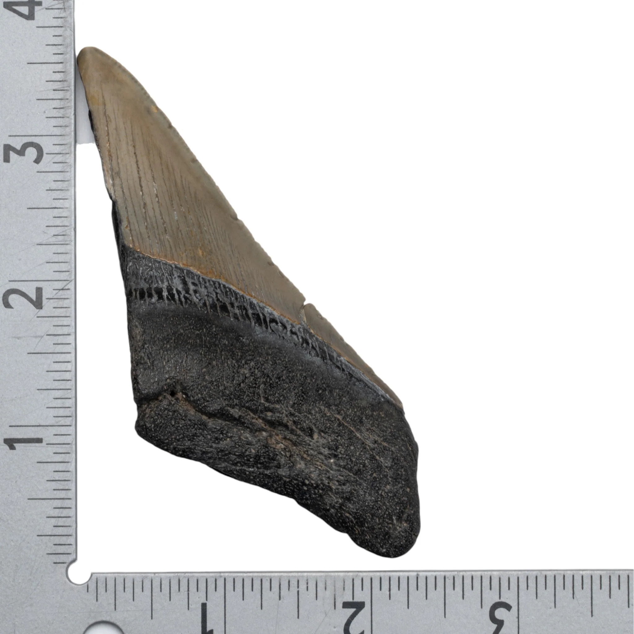 Real Megalodon Tooth - Half - Image 3