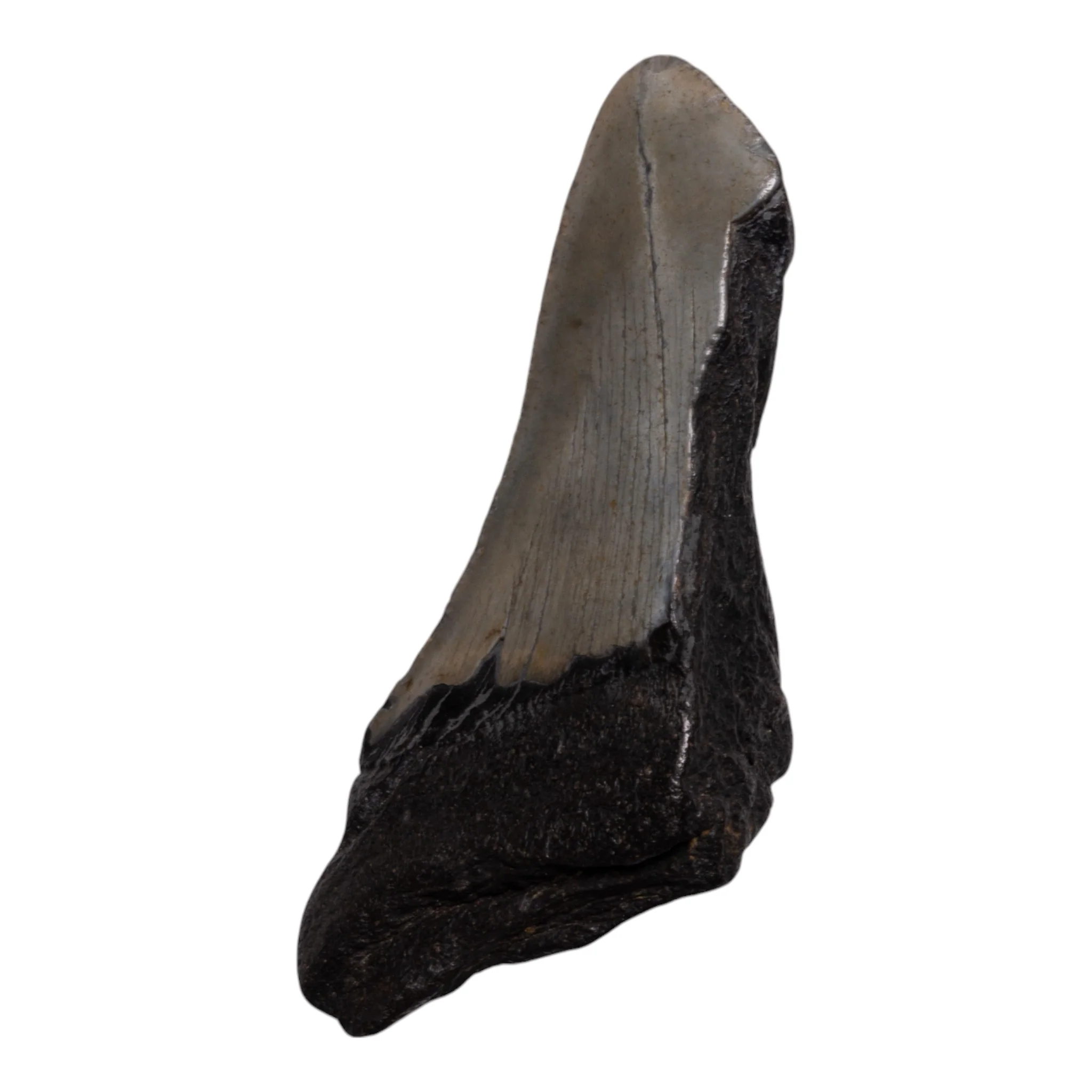 Real Megalodon Tooth - Half - Image 2