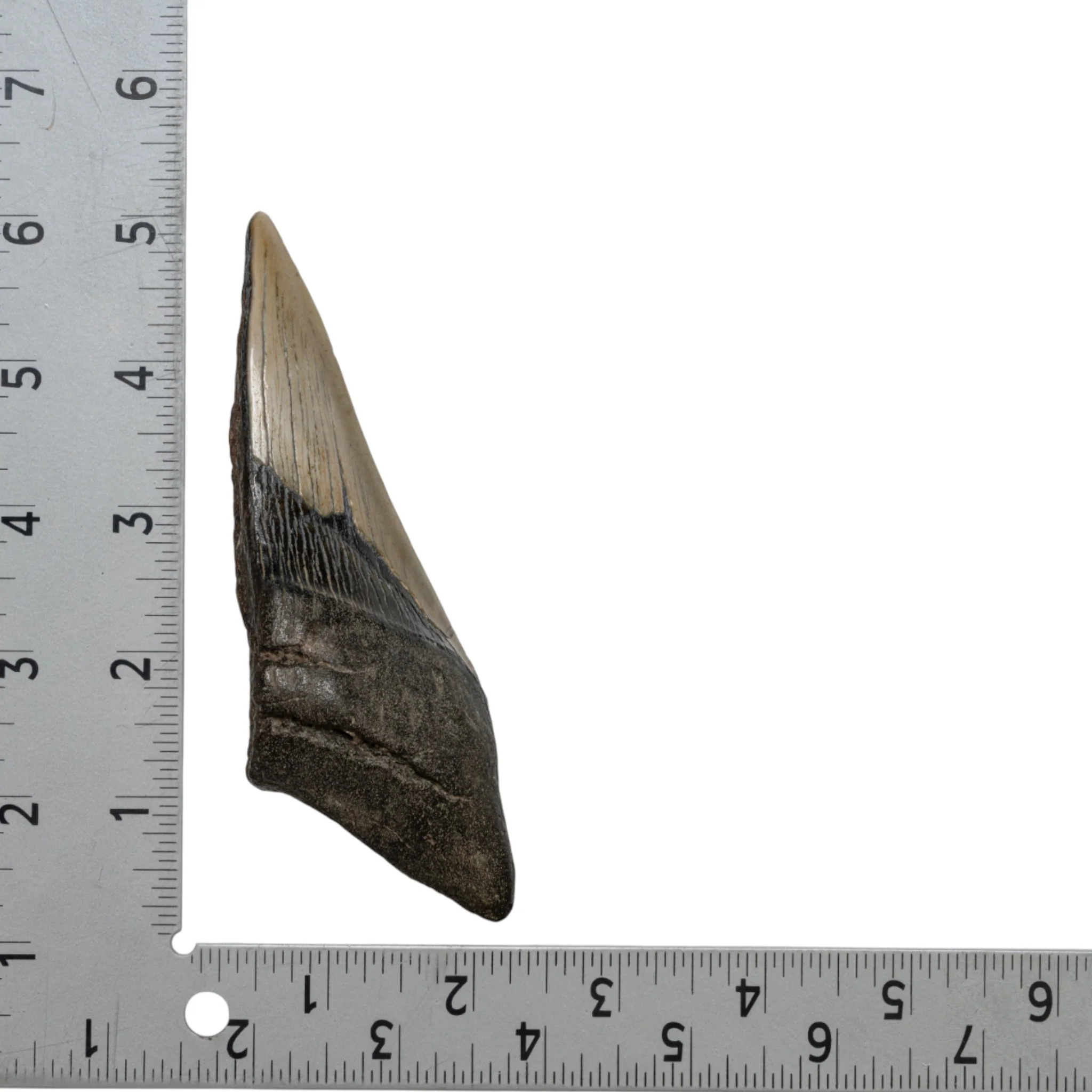 Real Megalodon Tooth - Half - Image 2