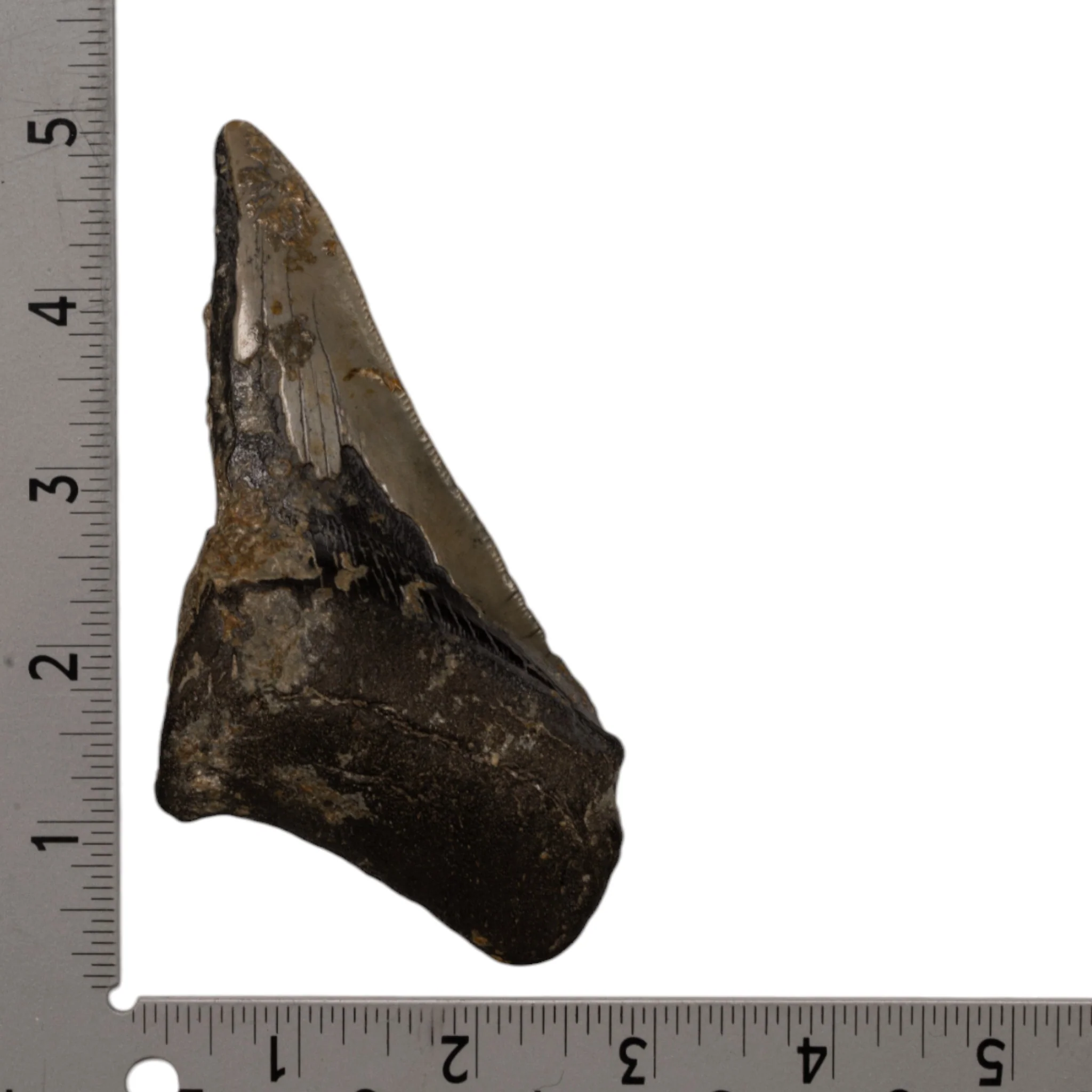 Real Megalodon Tooth - Half - Image 3